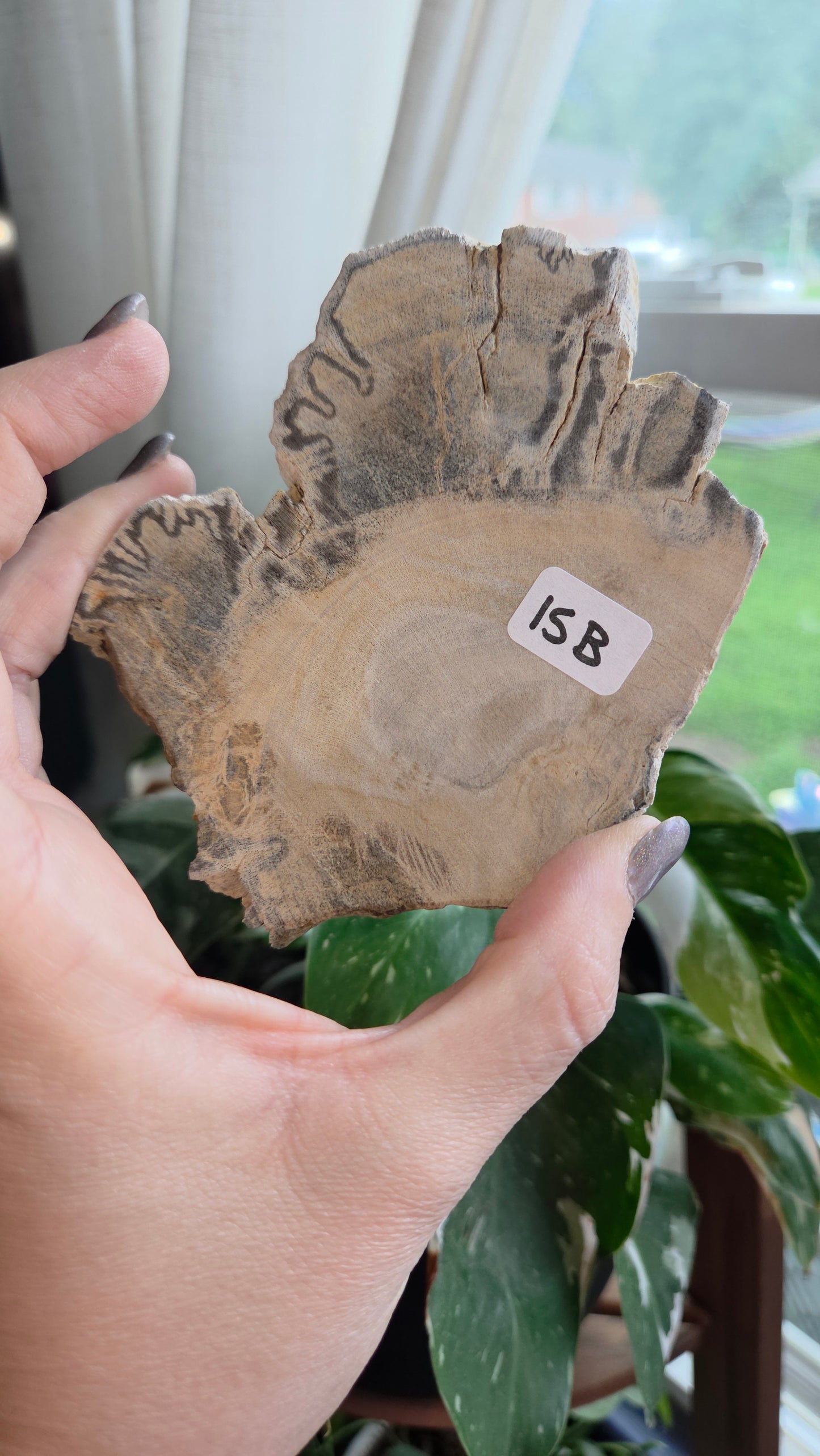 Petrified Wood Sphere Holder (15b)