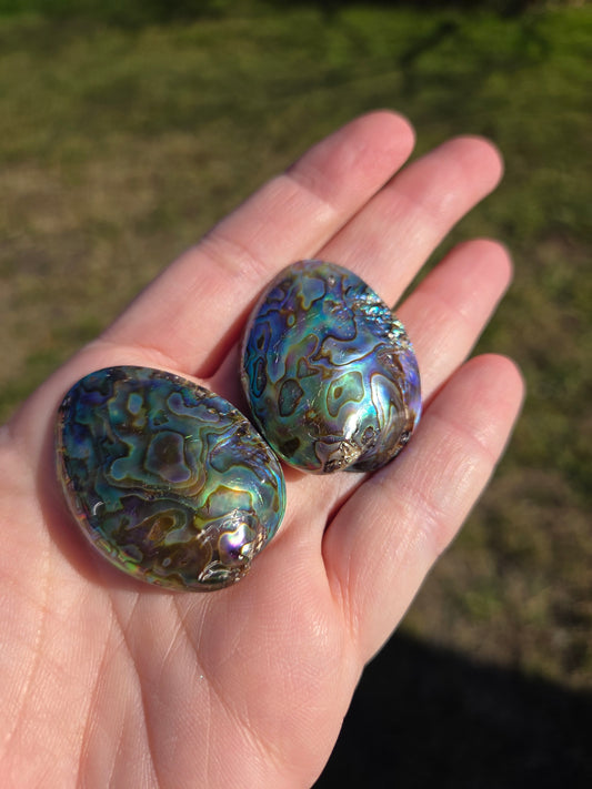 Mini Abalone Shell