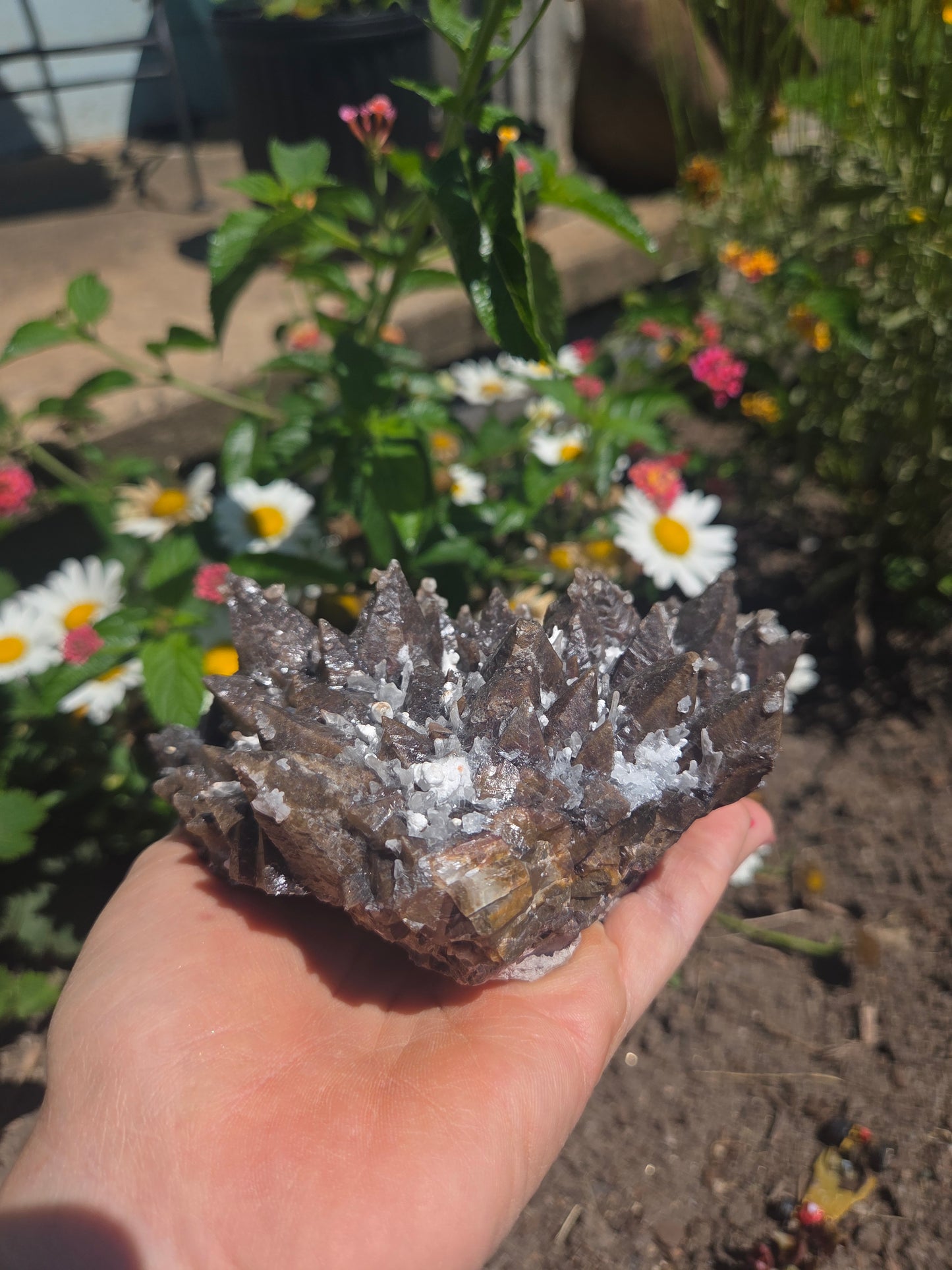 Dogtooth Calcite with Secondary Selenite Coating (Mexico)