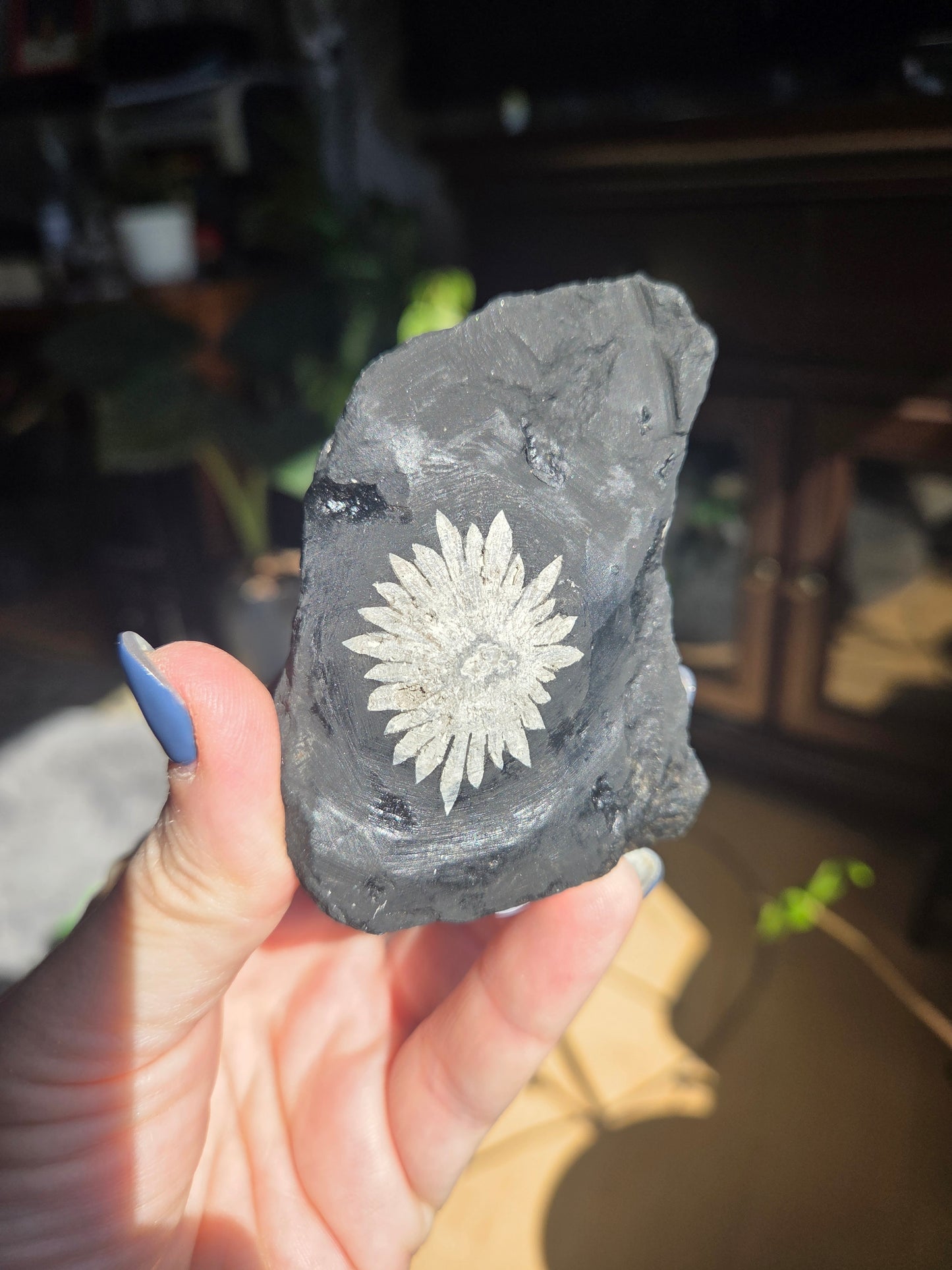 Chrysanthemum Stone Freeform