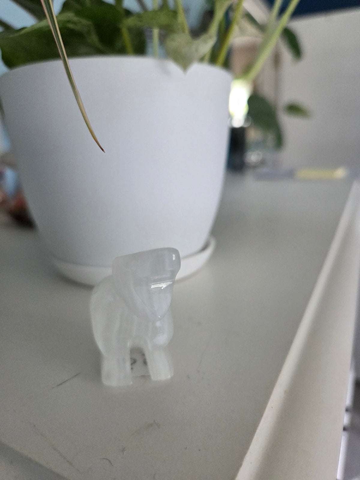 Dino (onyx)(O)