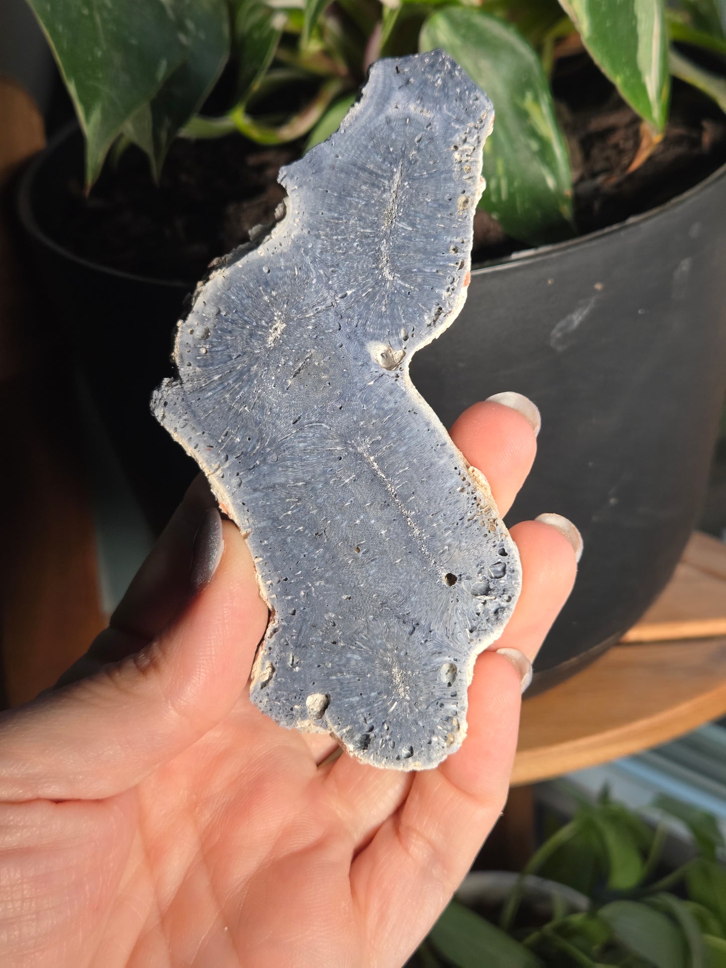Blue Coral Slab