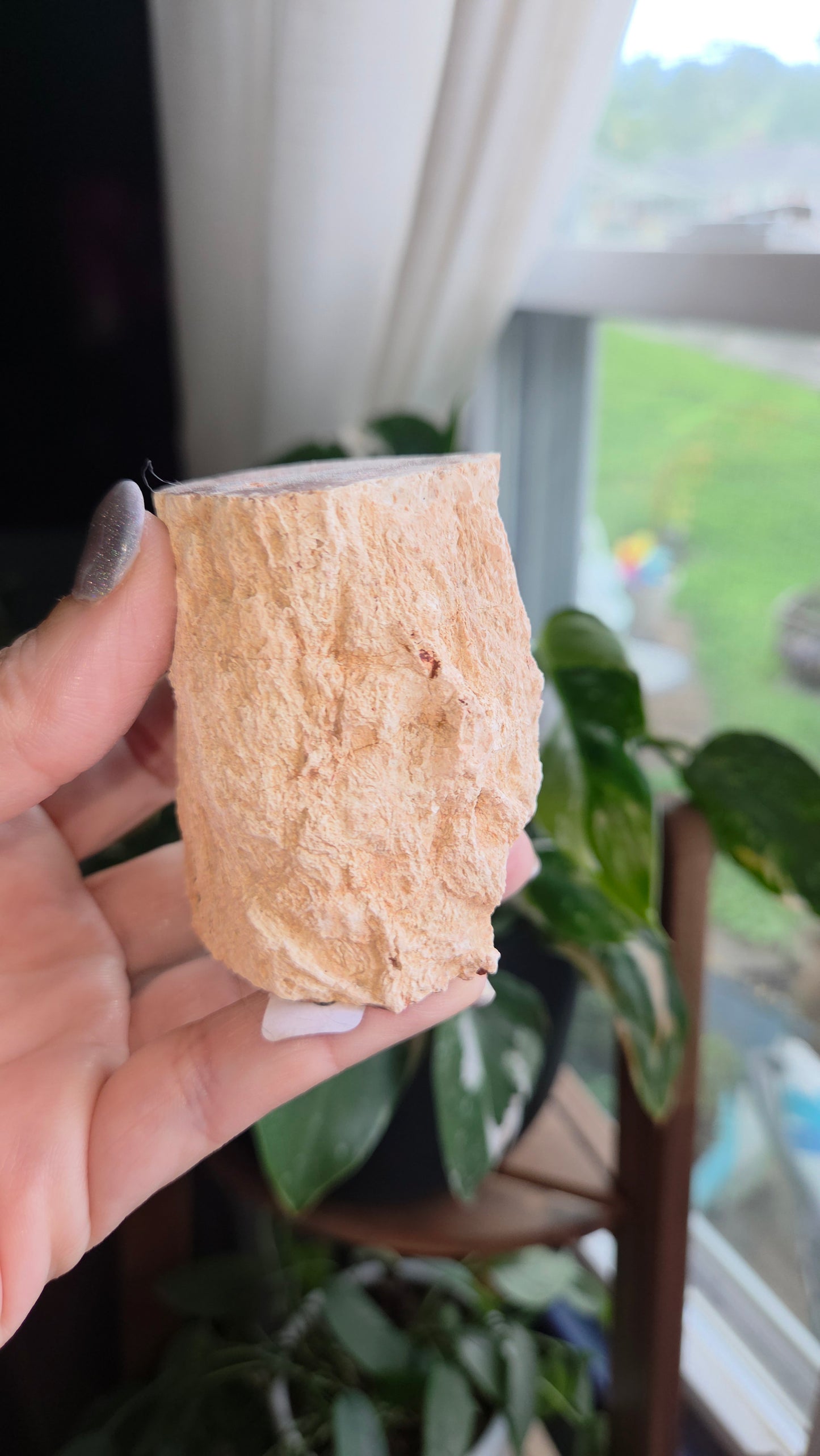 Petrified Wood Log (18b)