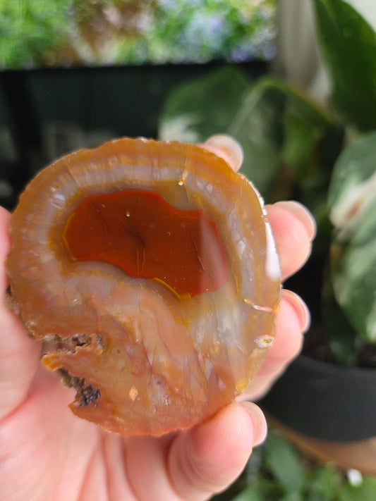 Coyamito Agate Geodes from Mexico