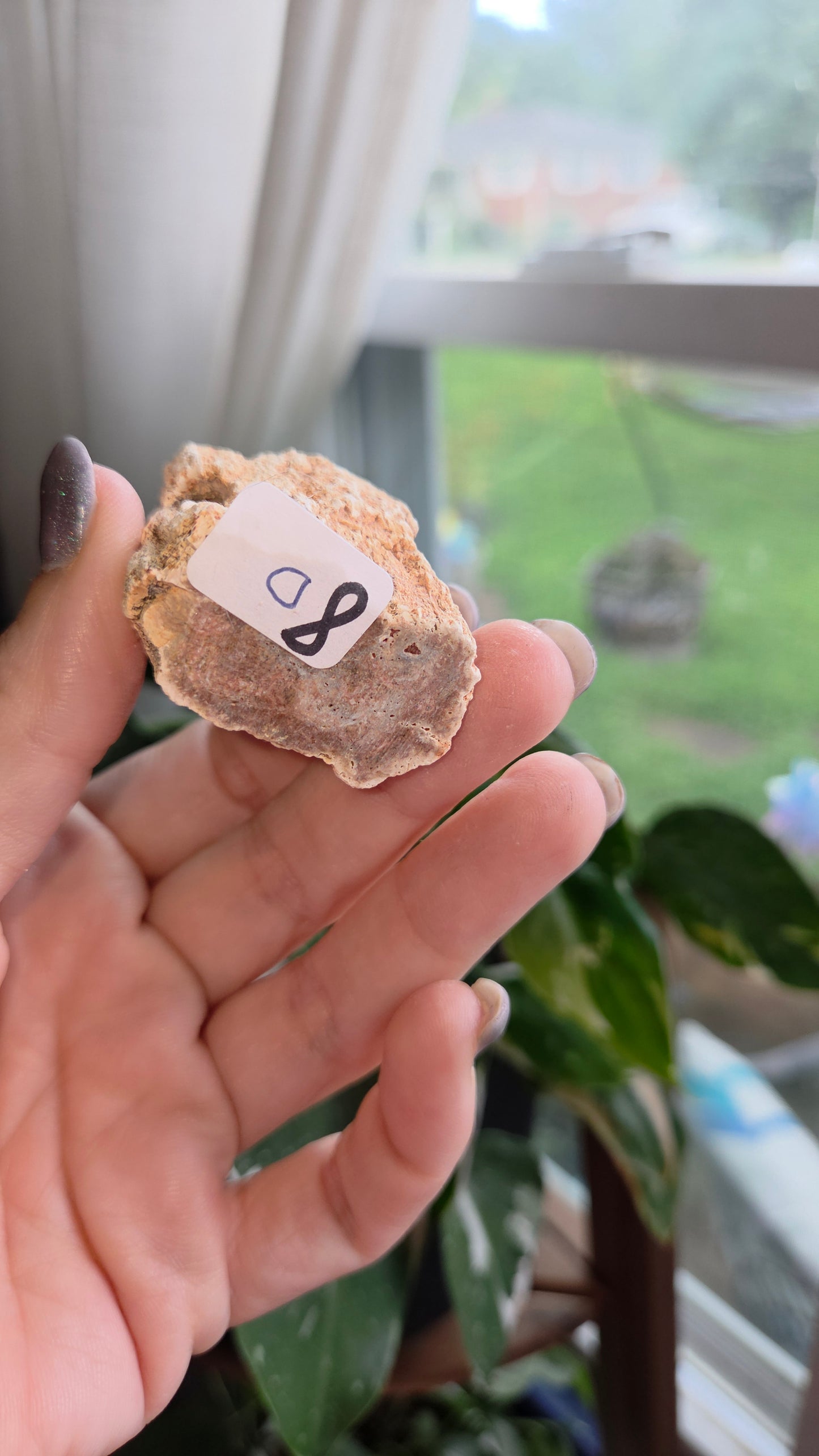 Petrified Wood Log (8d)