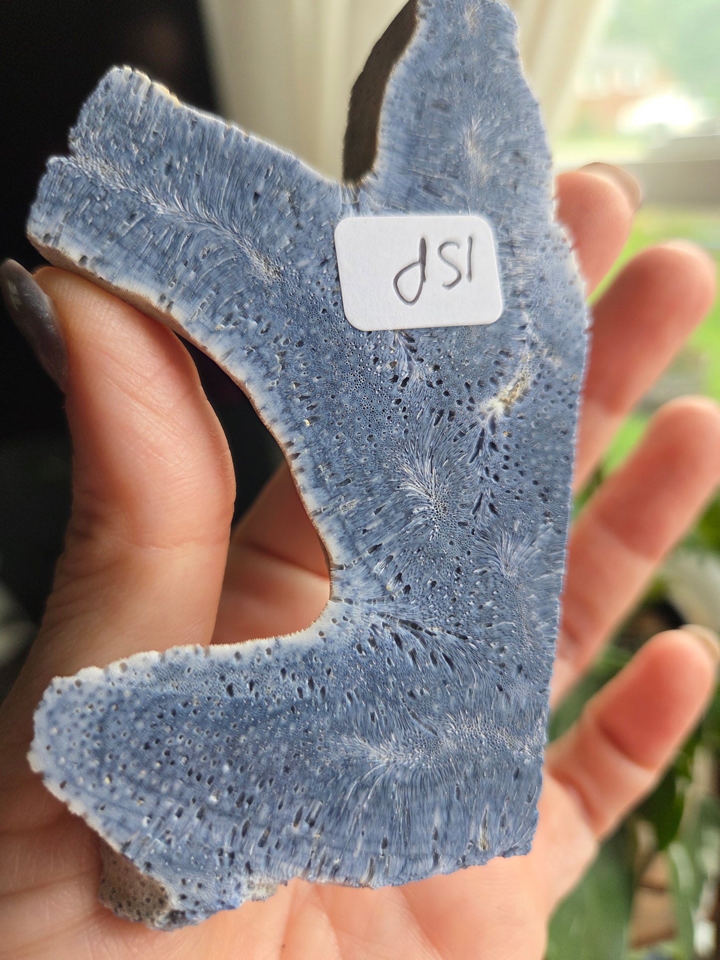 Blue Coral Slab (15p)