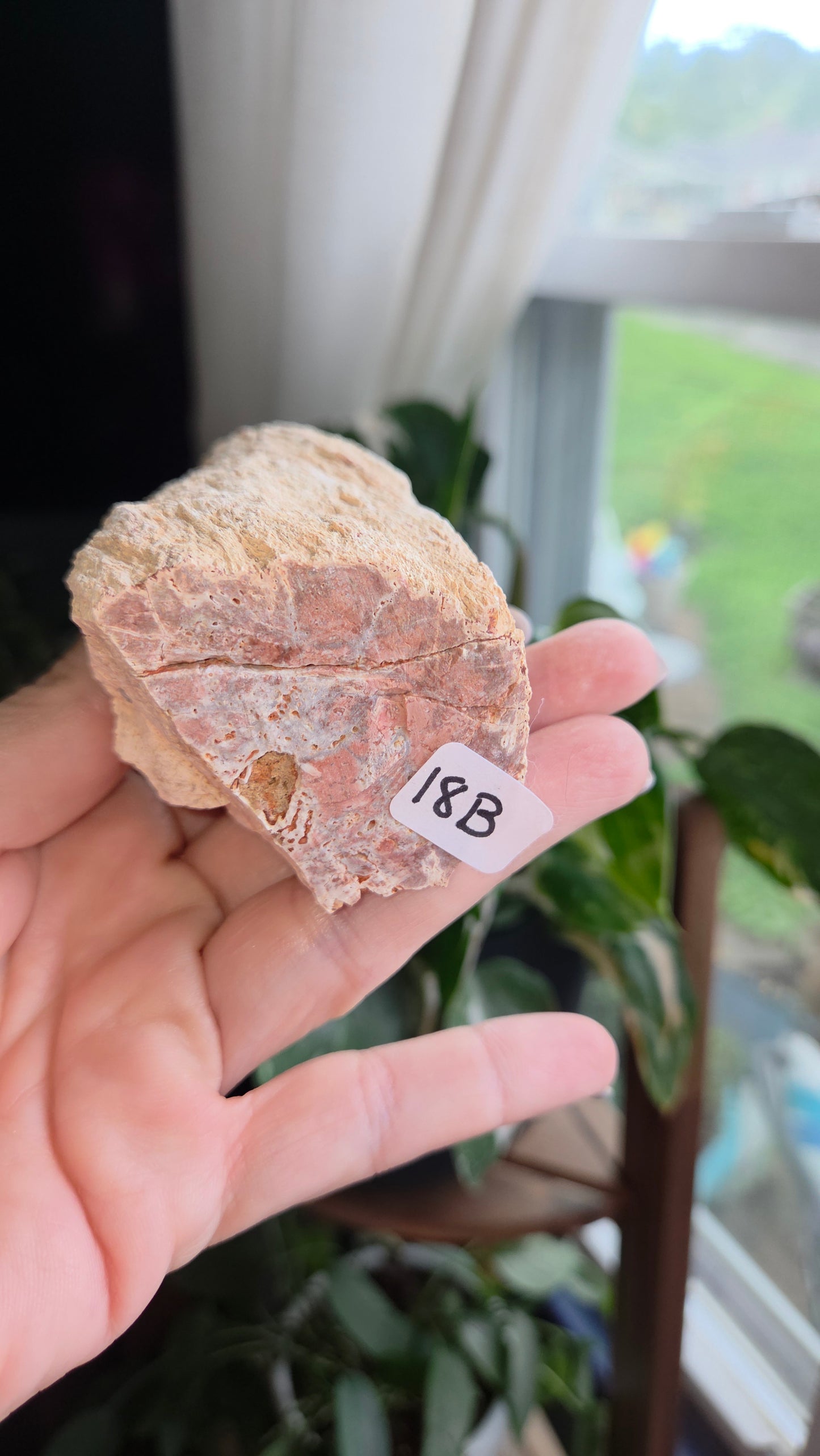 Petrified Wood Log (18b)