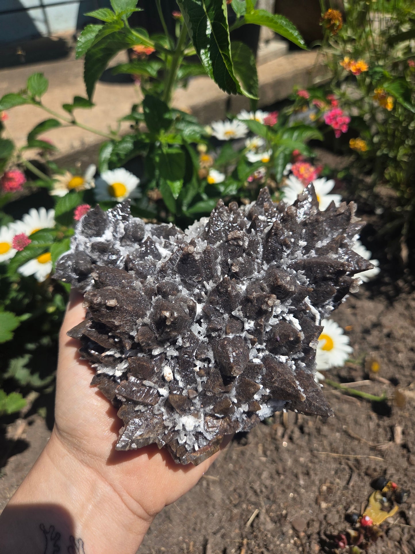 Dogtooth Calcite with Secondary Selenite Coating (Mexico)