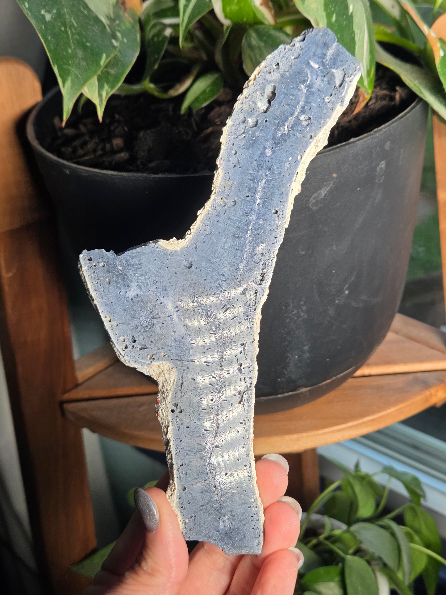 Blue Coral Slab