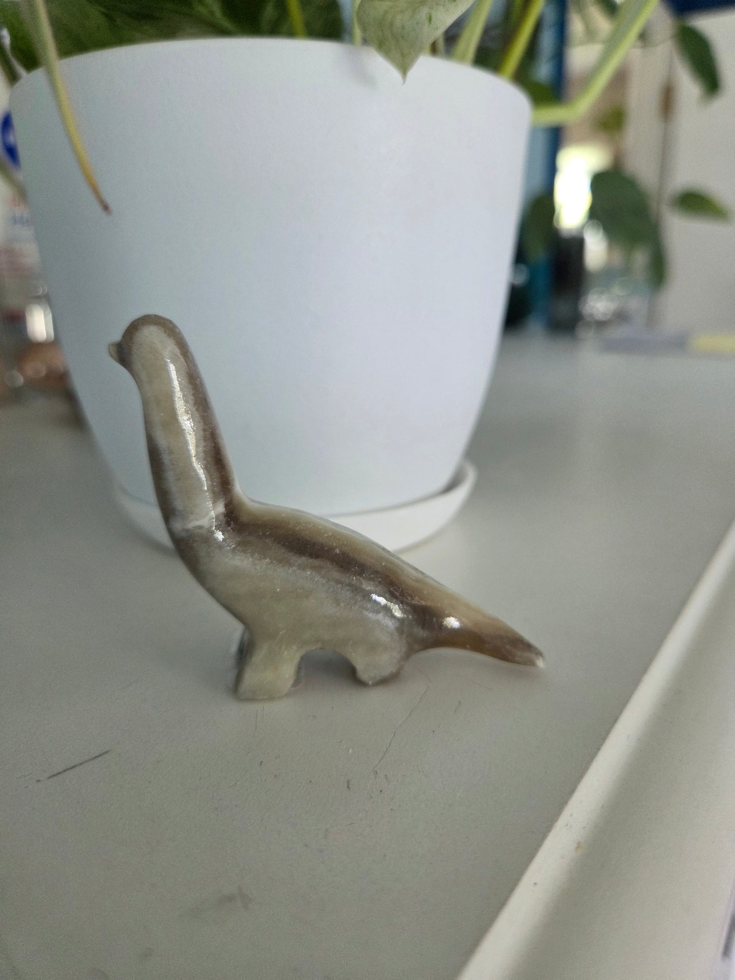Dino (onyx)(C)