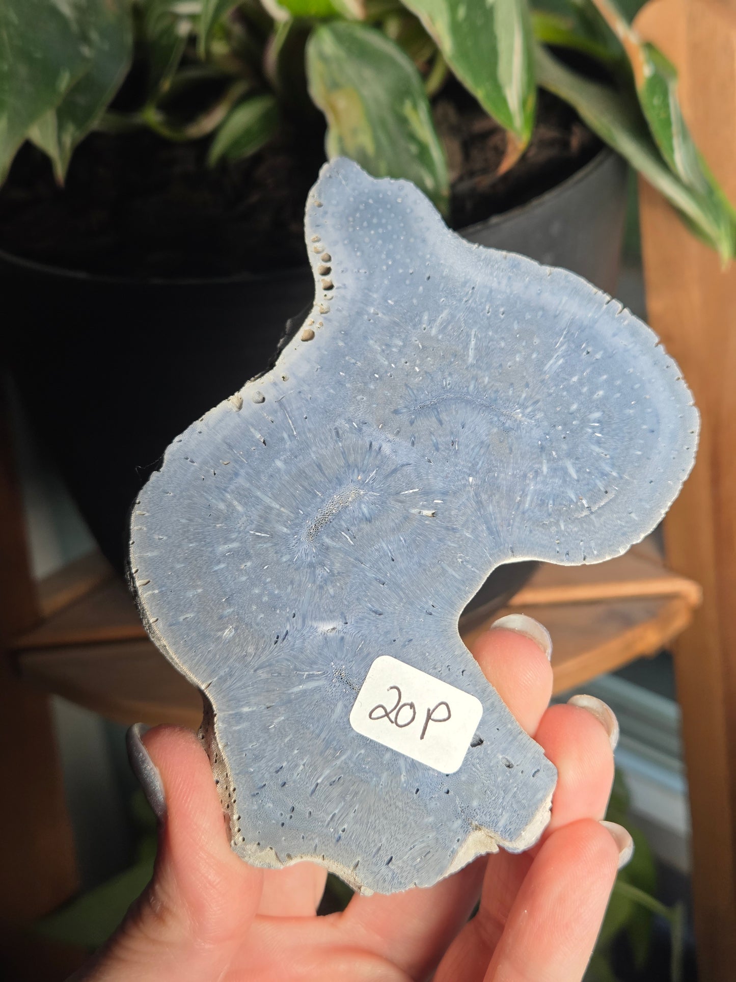 Blue Coral Slab