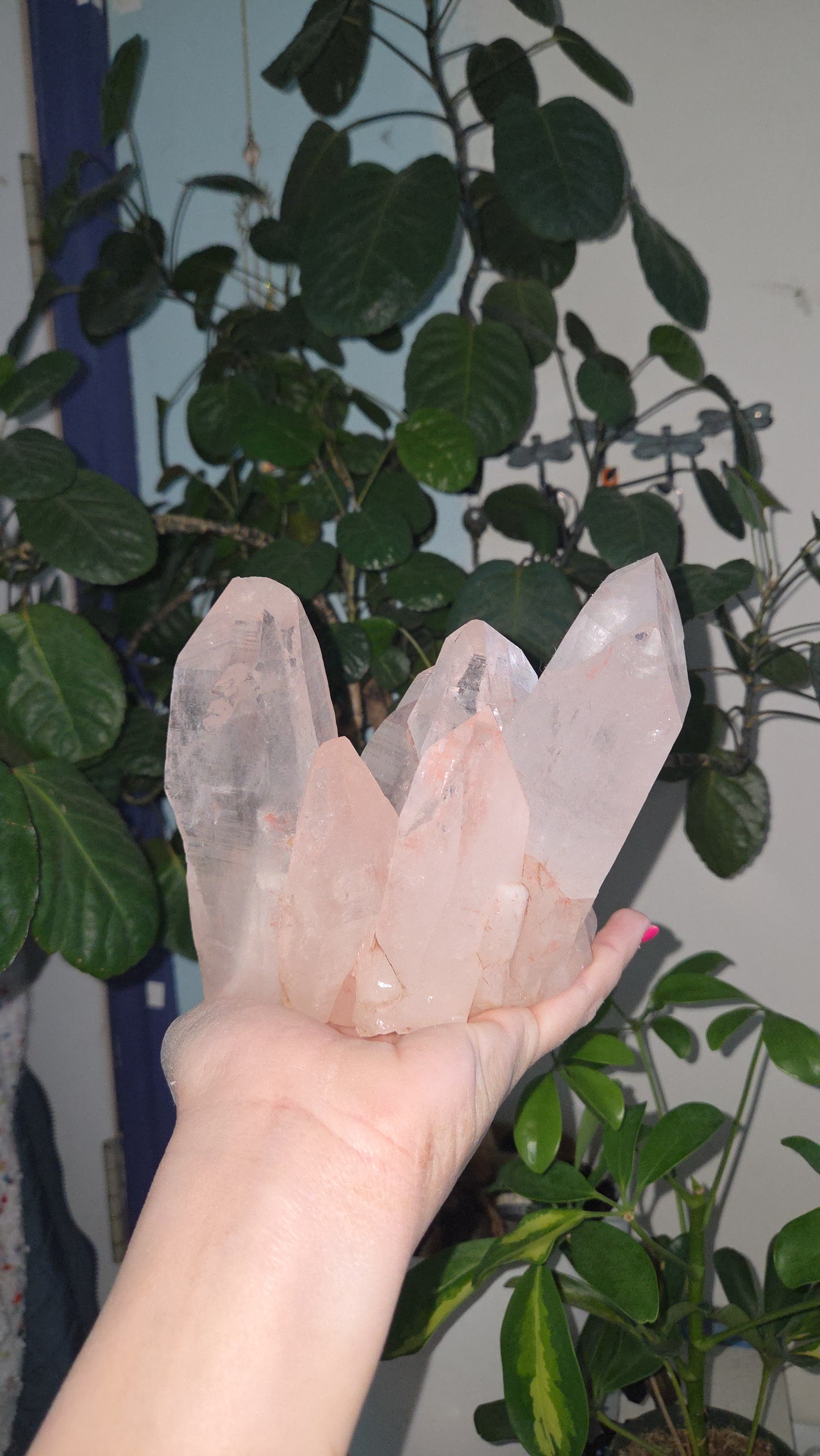 Pink Himalayan Collectors Quartz