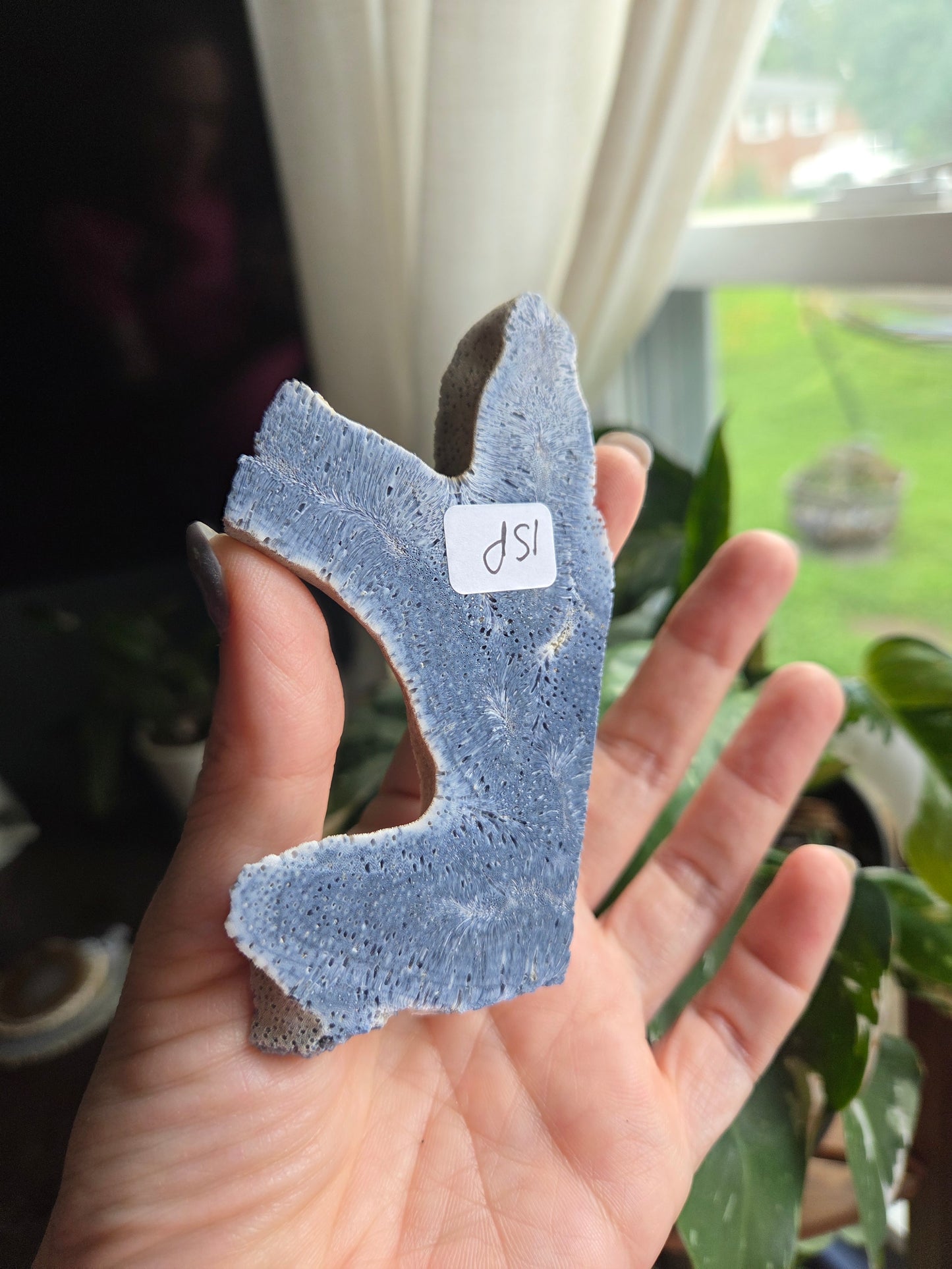 Blue Coral Slab (15p)