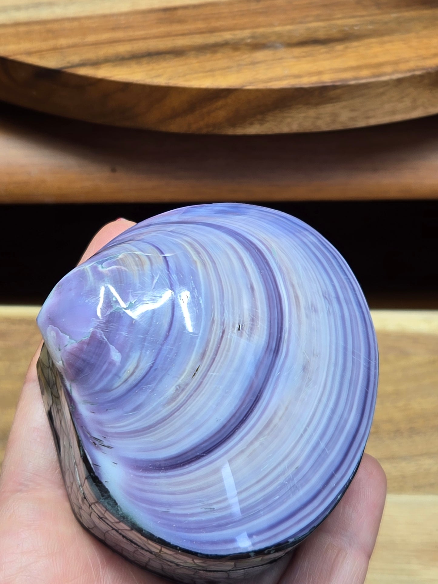 Purple Shell / Abalone Shell 🐚 Box