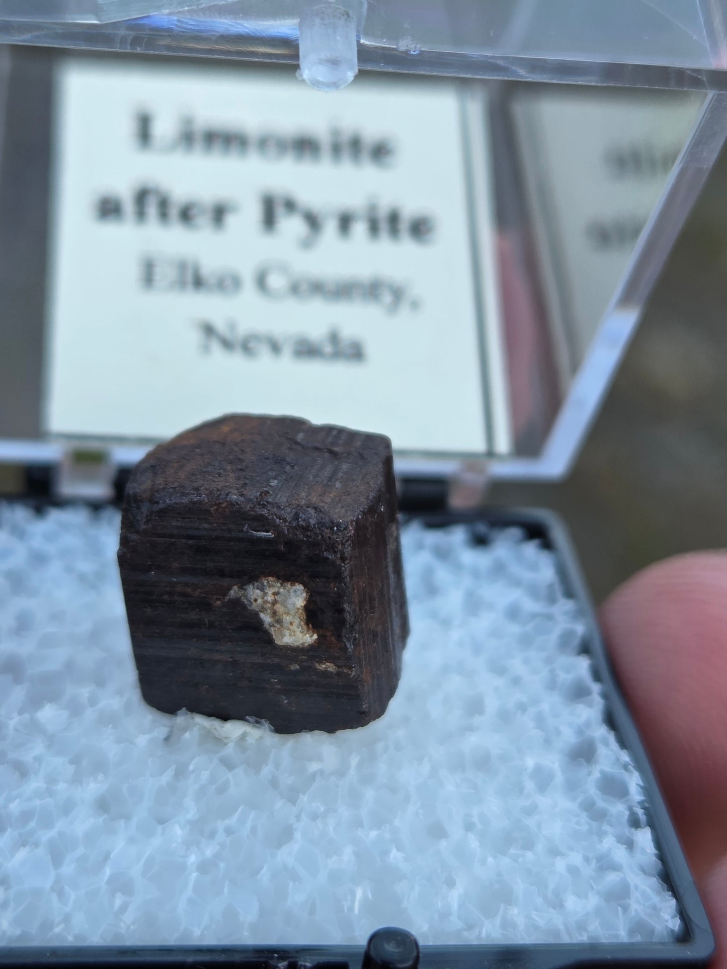 Limonite after Pyrite PerkyBox