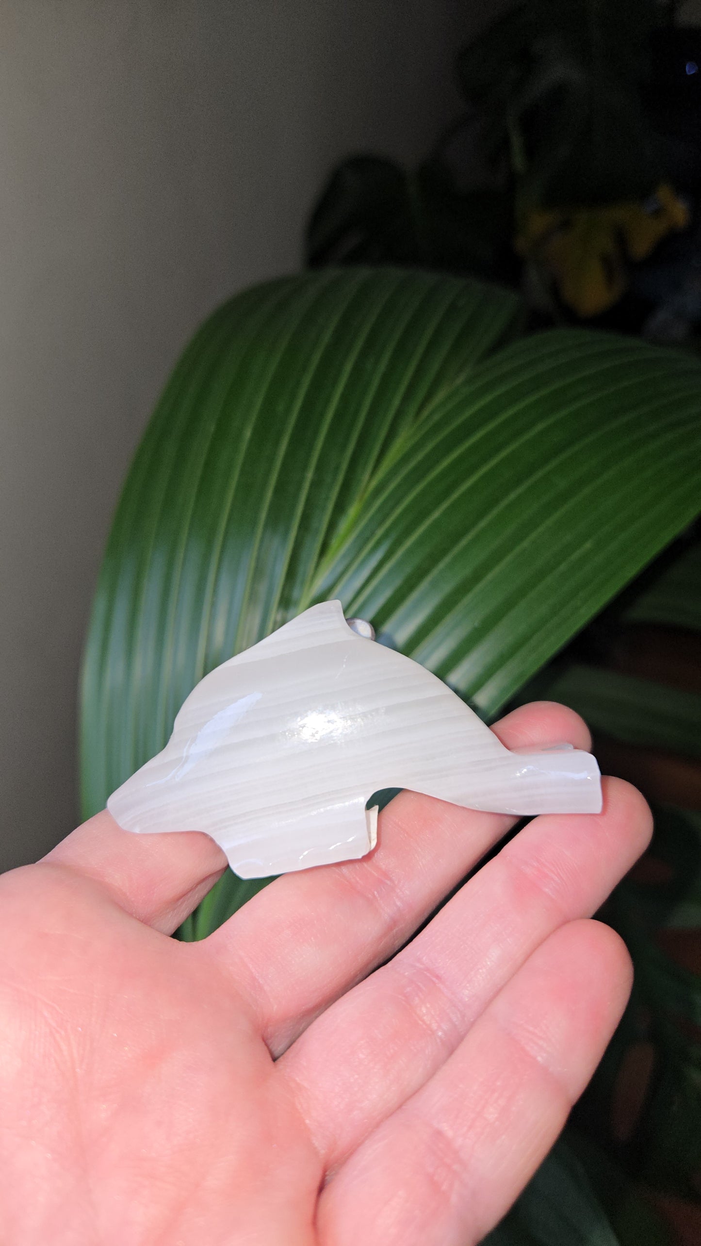 Onyx Dolphin
