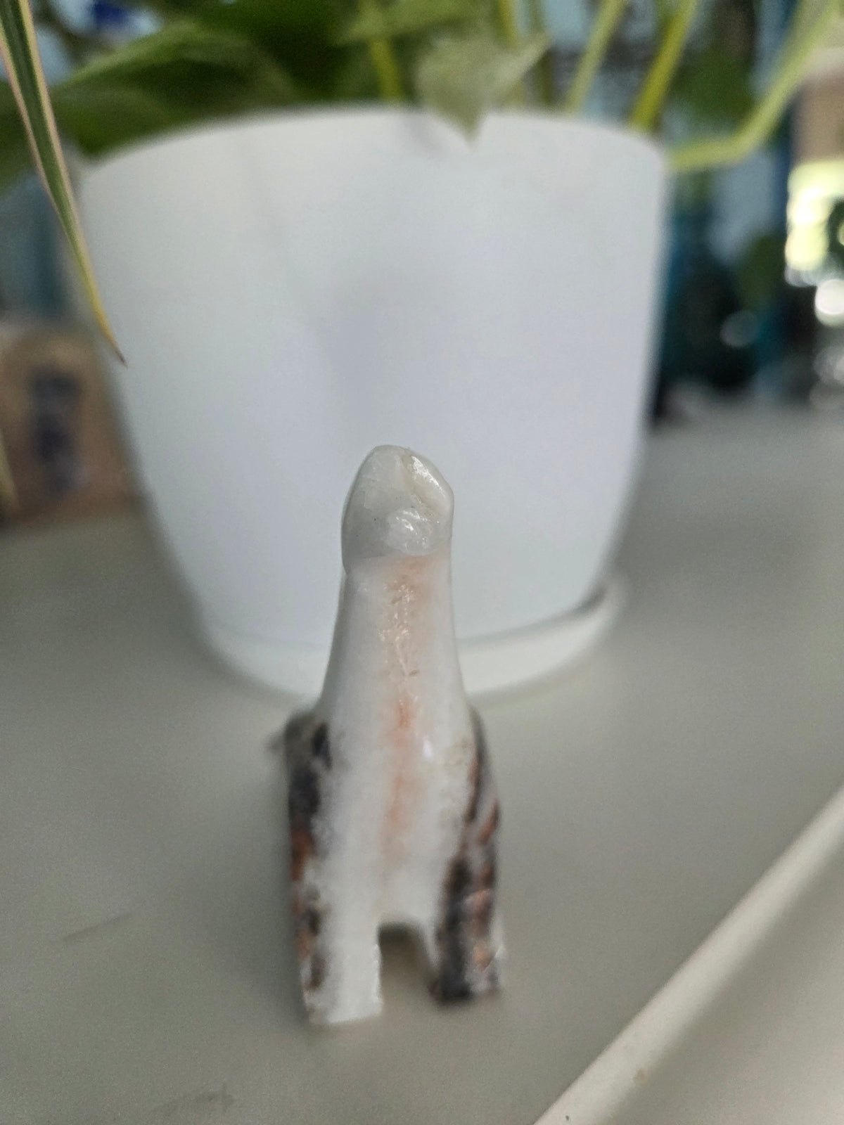 Dino (onyx)(F)