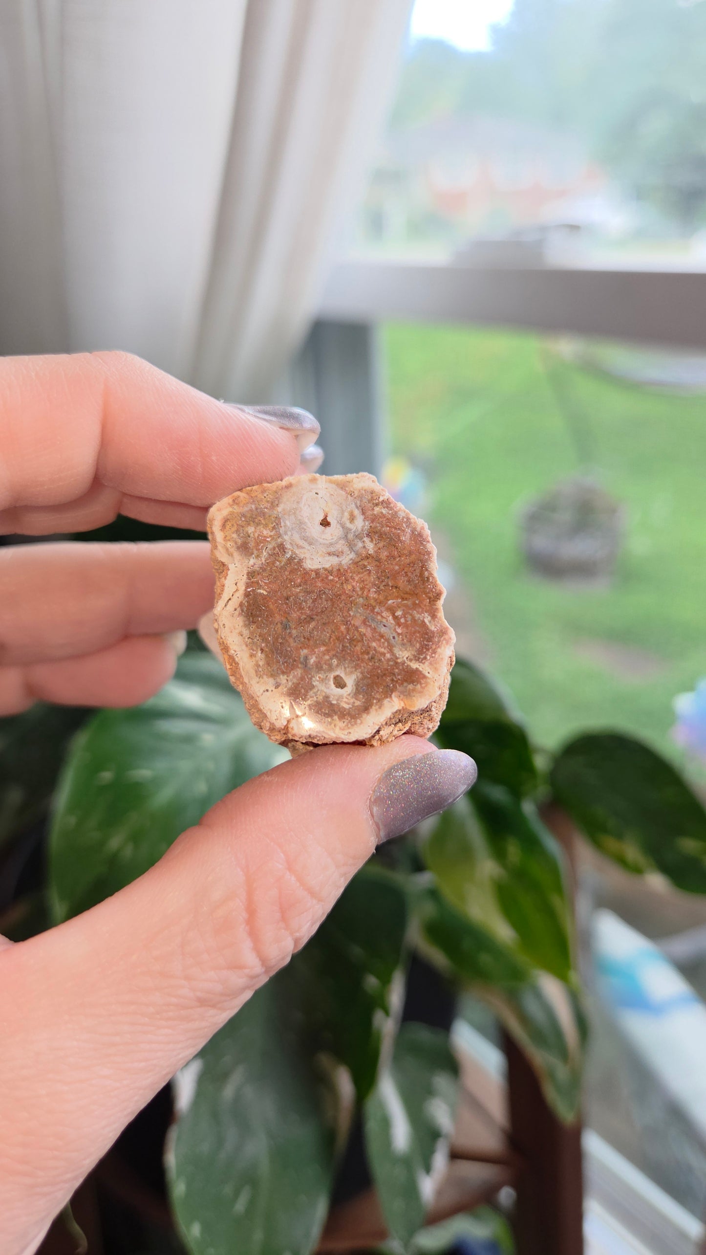 Petrified Wood Log (8d)