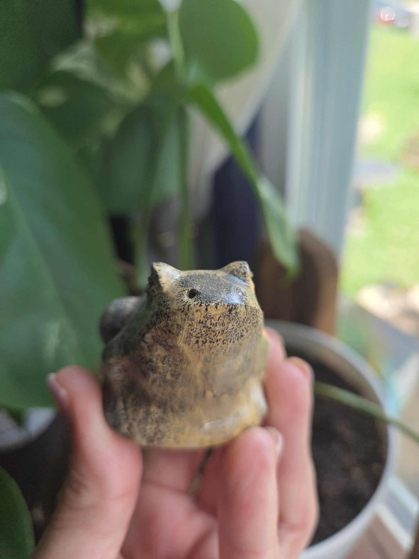 Picture Jasper Frog