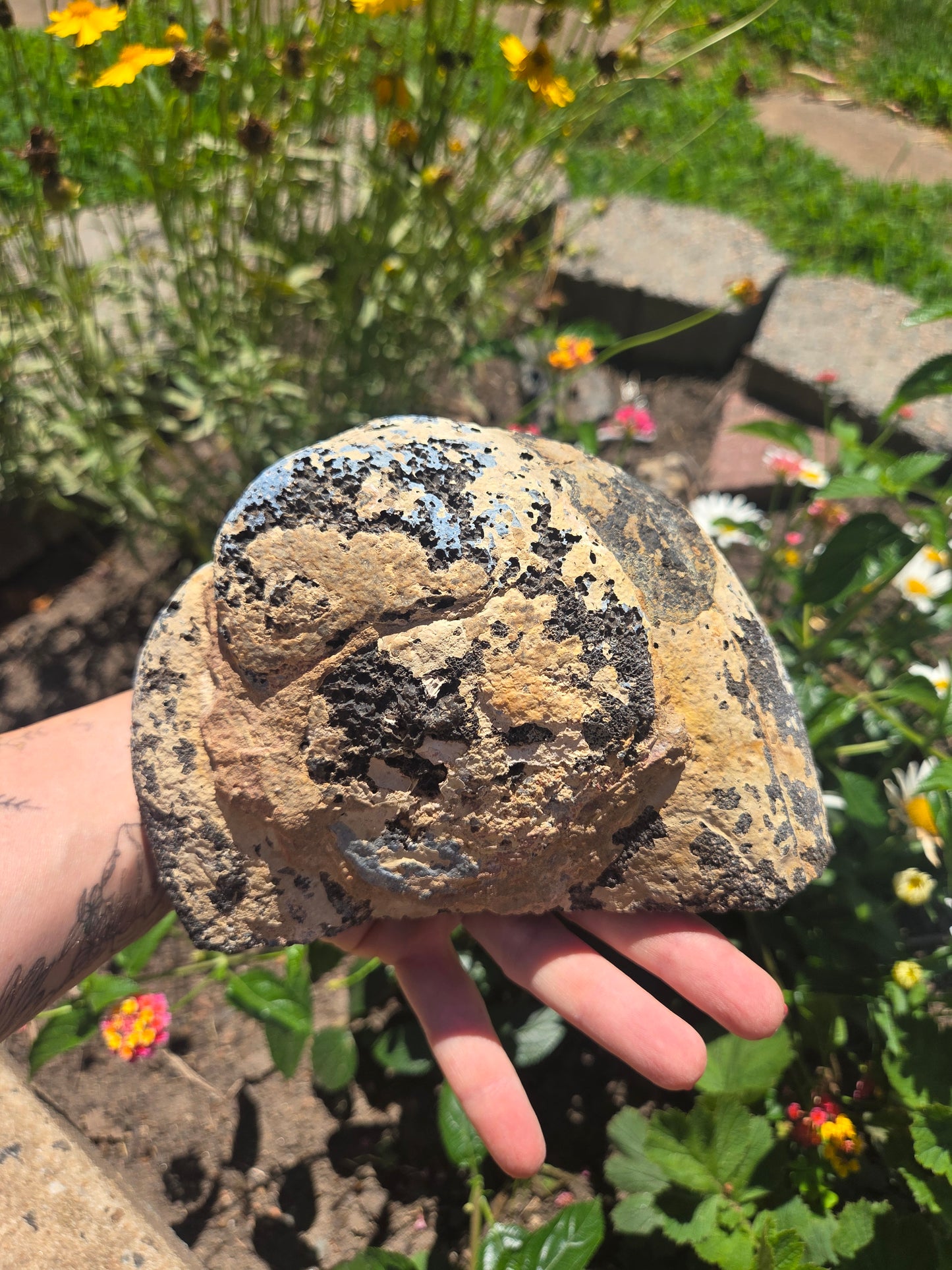 Black Agate Geode with Exposed Rutile
