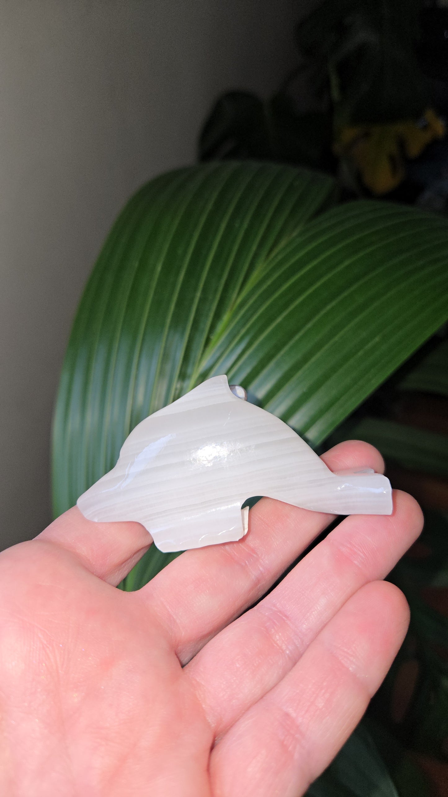Onyx Dolphin
