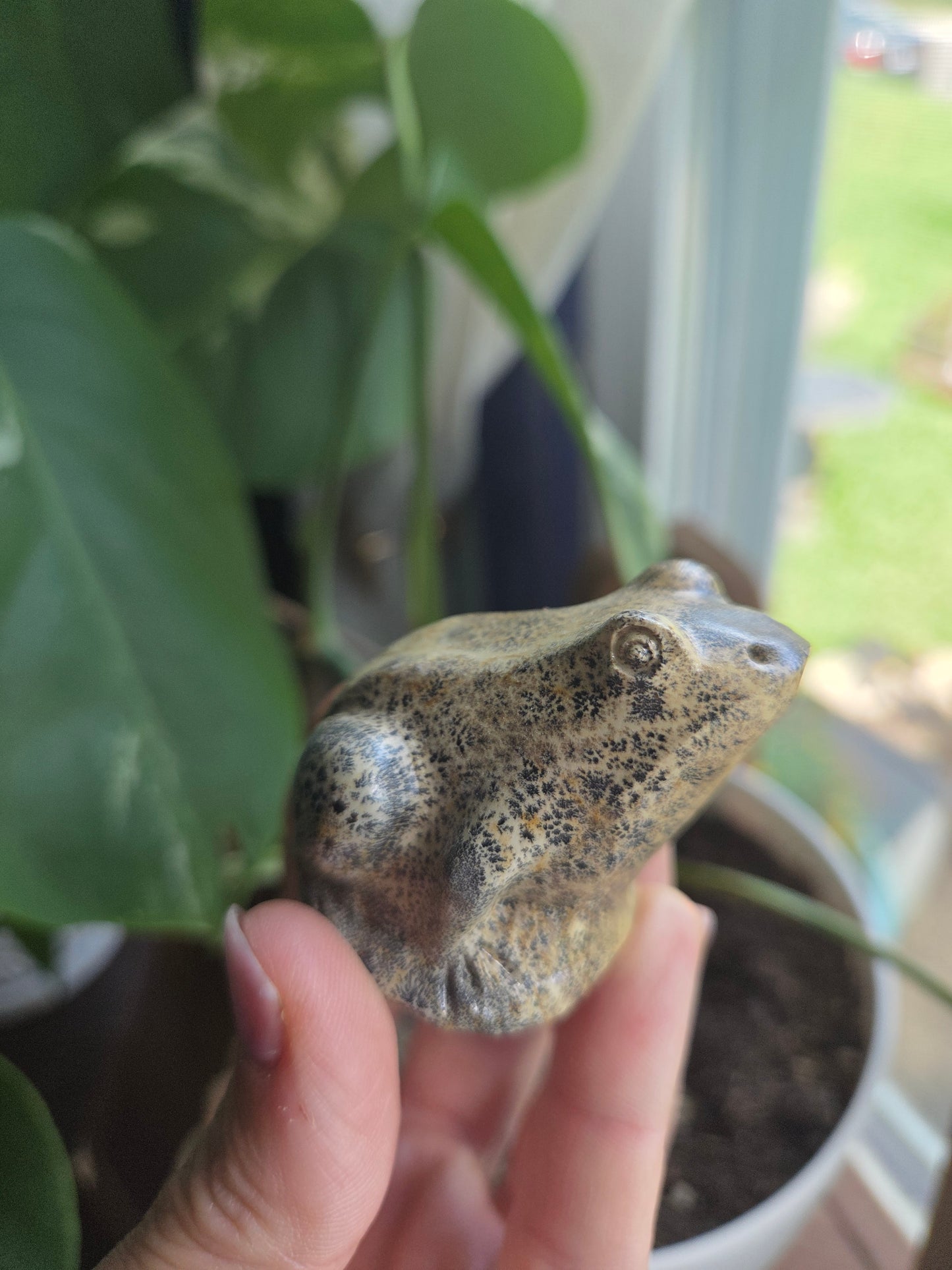 Picture Jasper Frog