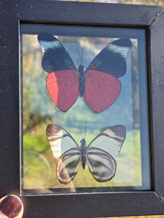 Butterflies in Frames