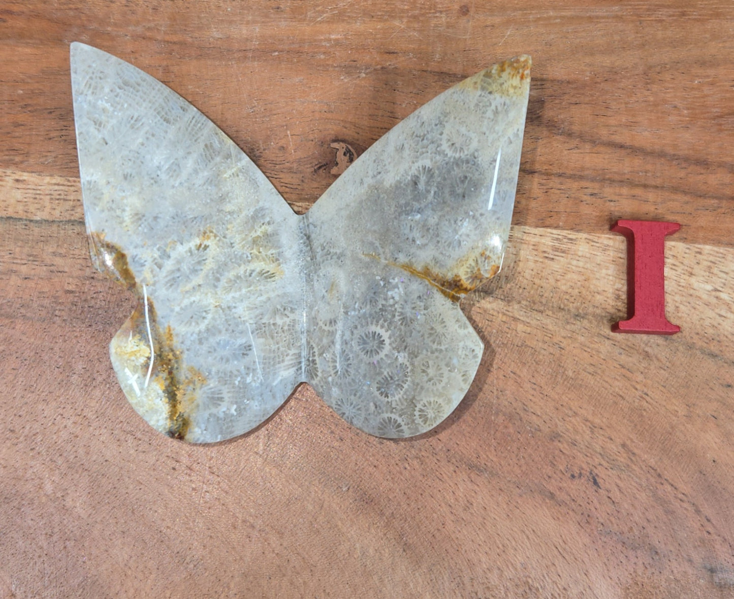 Fossilized Coral Butterfly