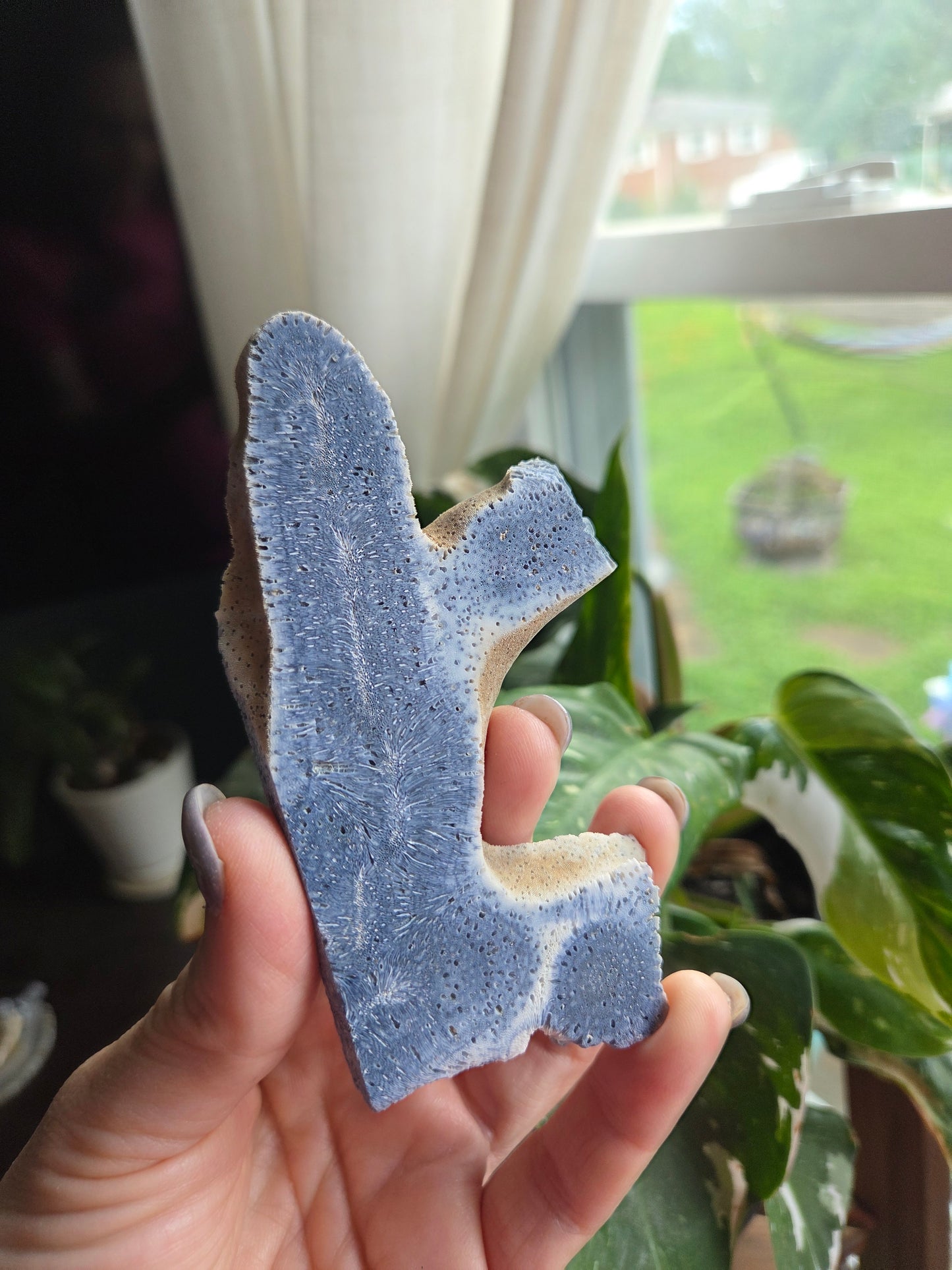 Blue Coral Slab (15p)