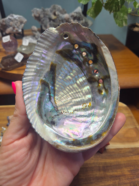 Abalone Shell Bowl