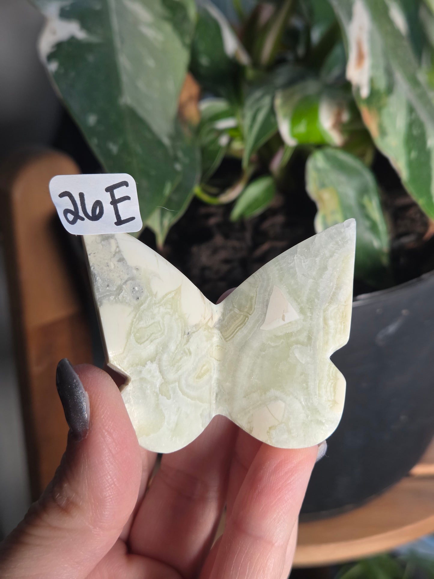 3D Green Maligano Butterfly