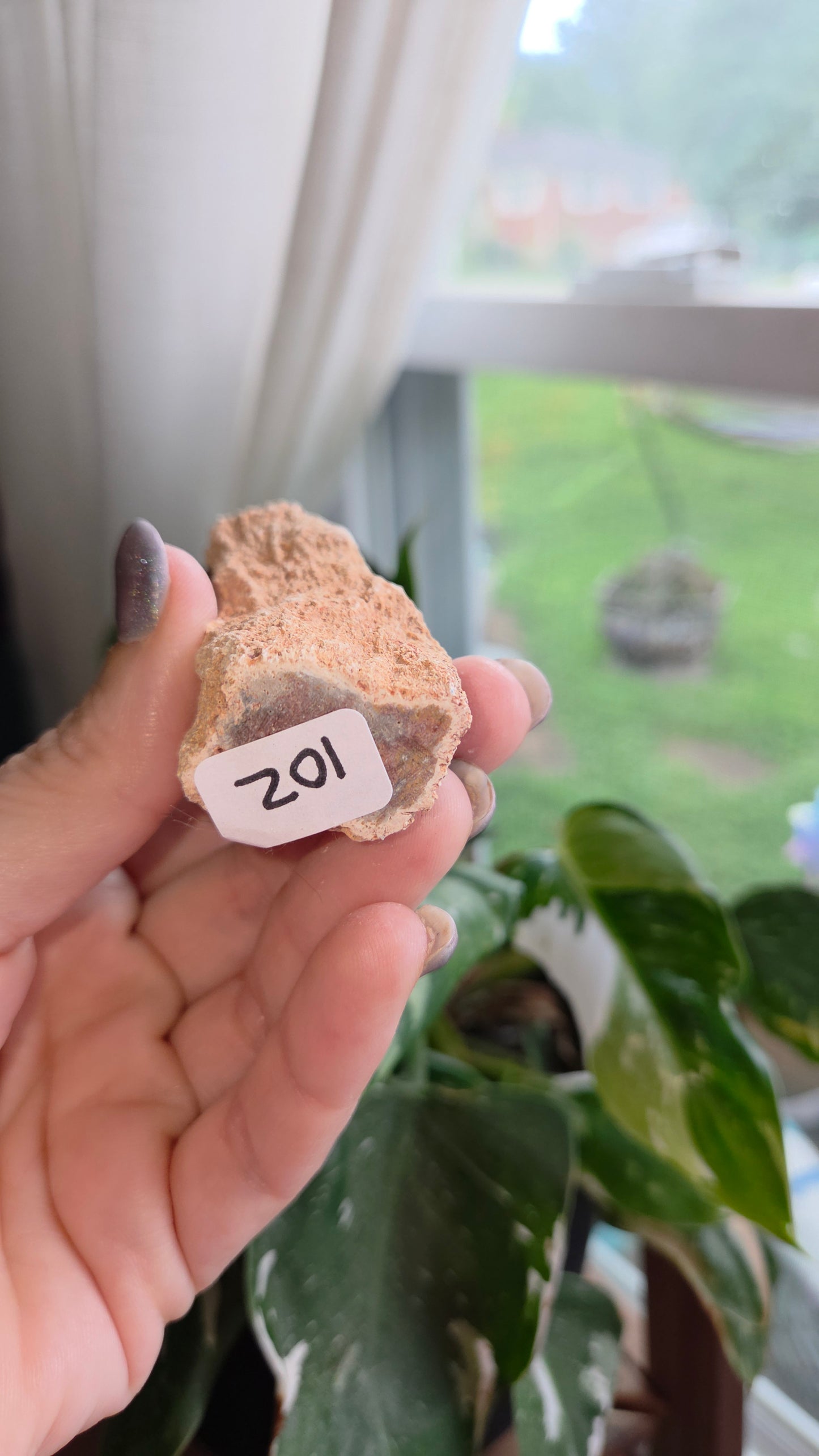 Petrified Wood Log (10z)