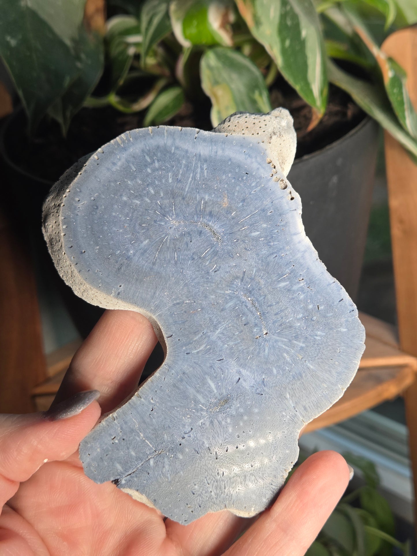 Blue Coral Slab