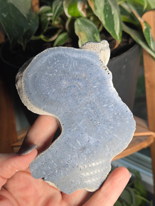 Blue Coral Slab