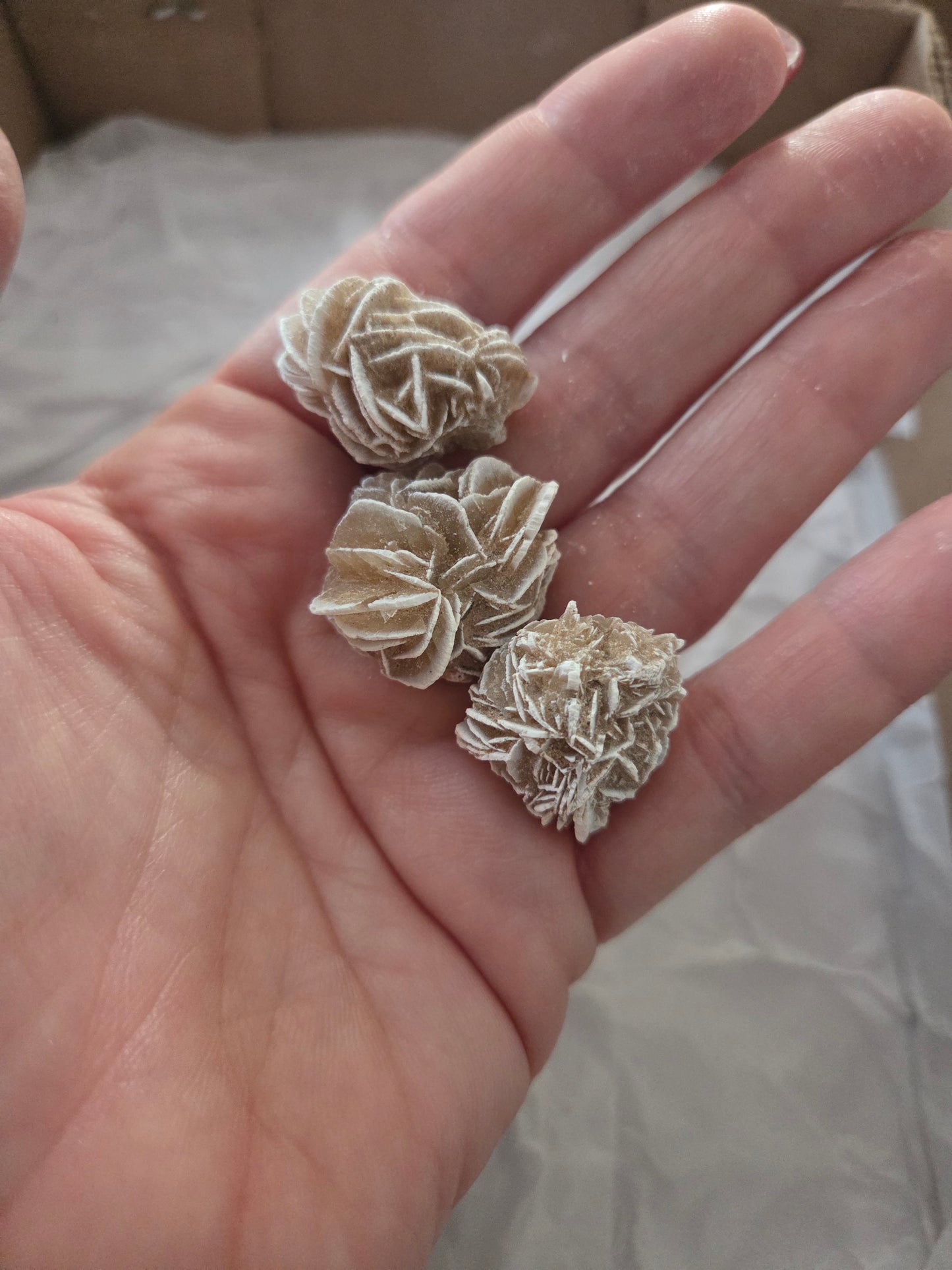 Desert Rose