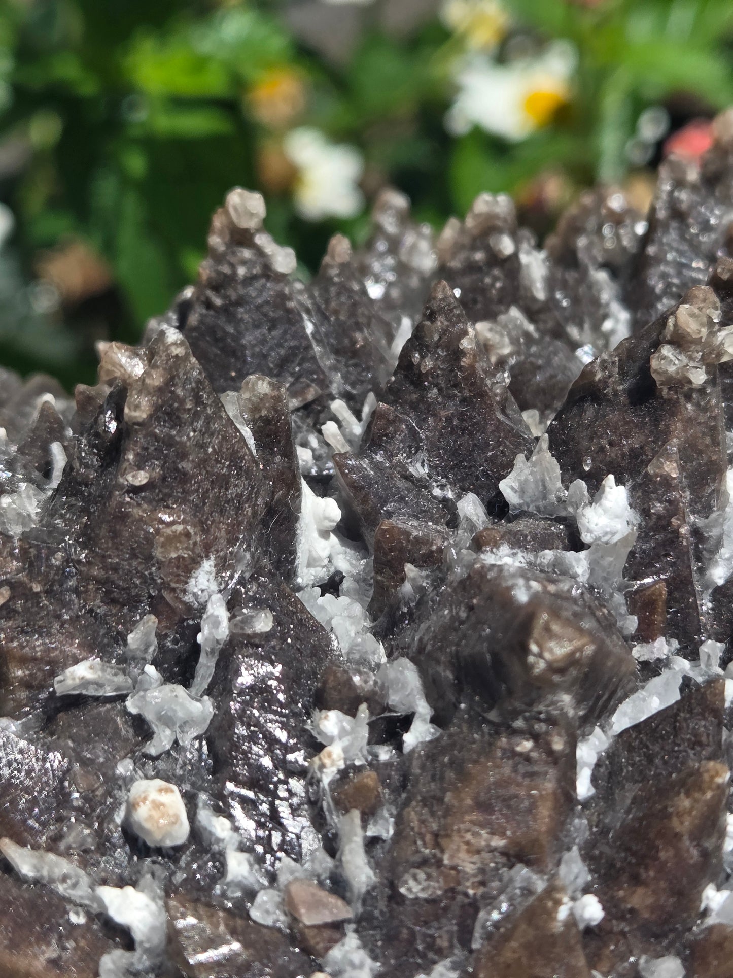 Dogtooth Calcite with Secondary Selenite Coating (Mexico)