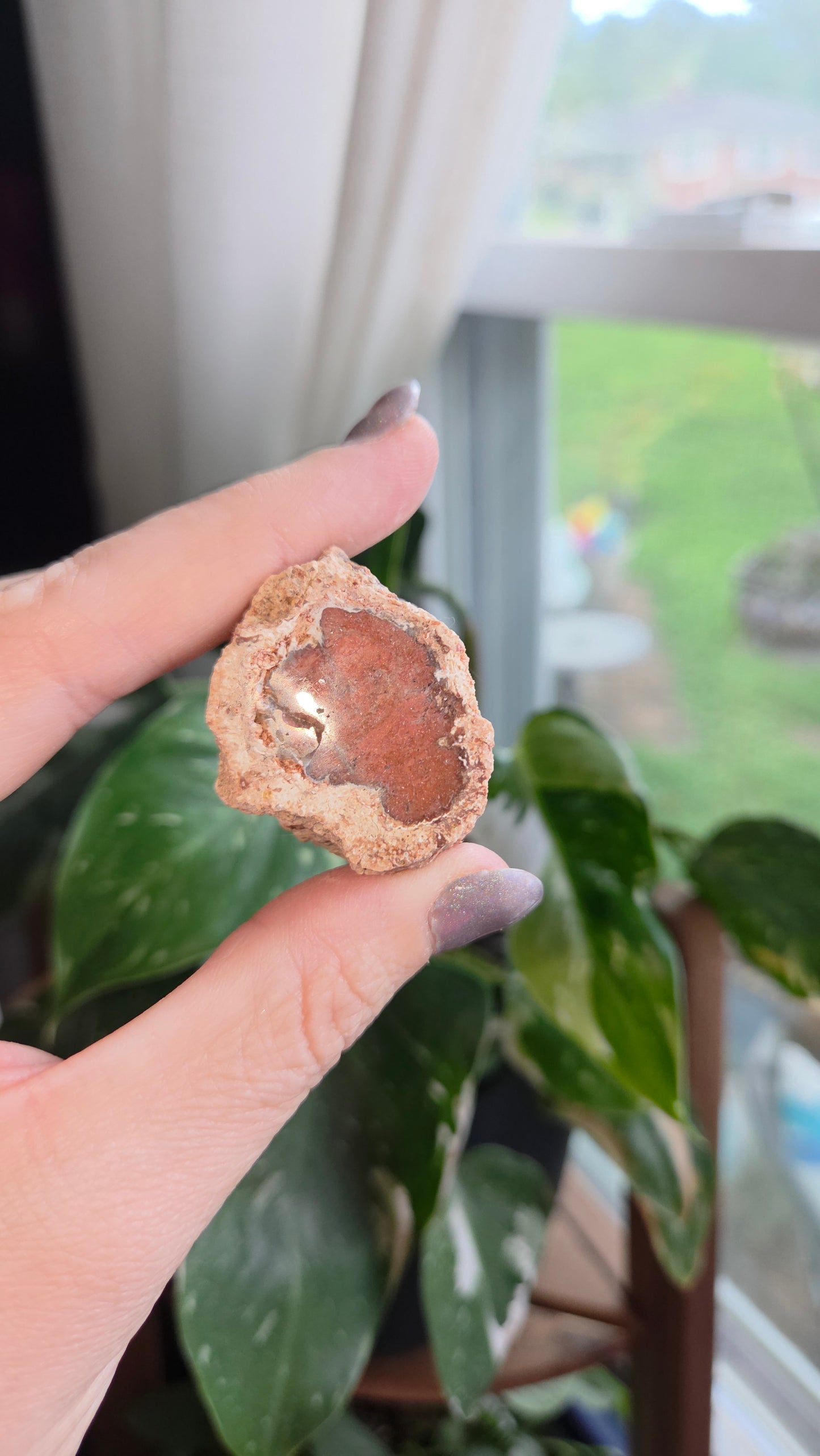 Petrified Wood Log (8f)