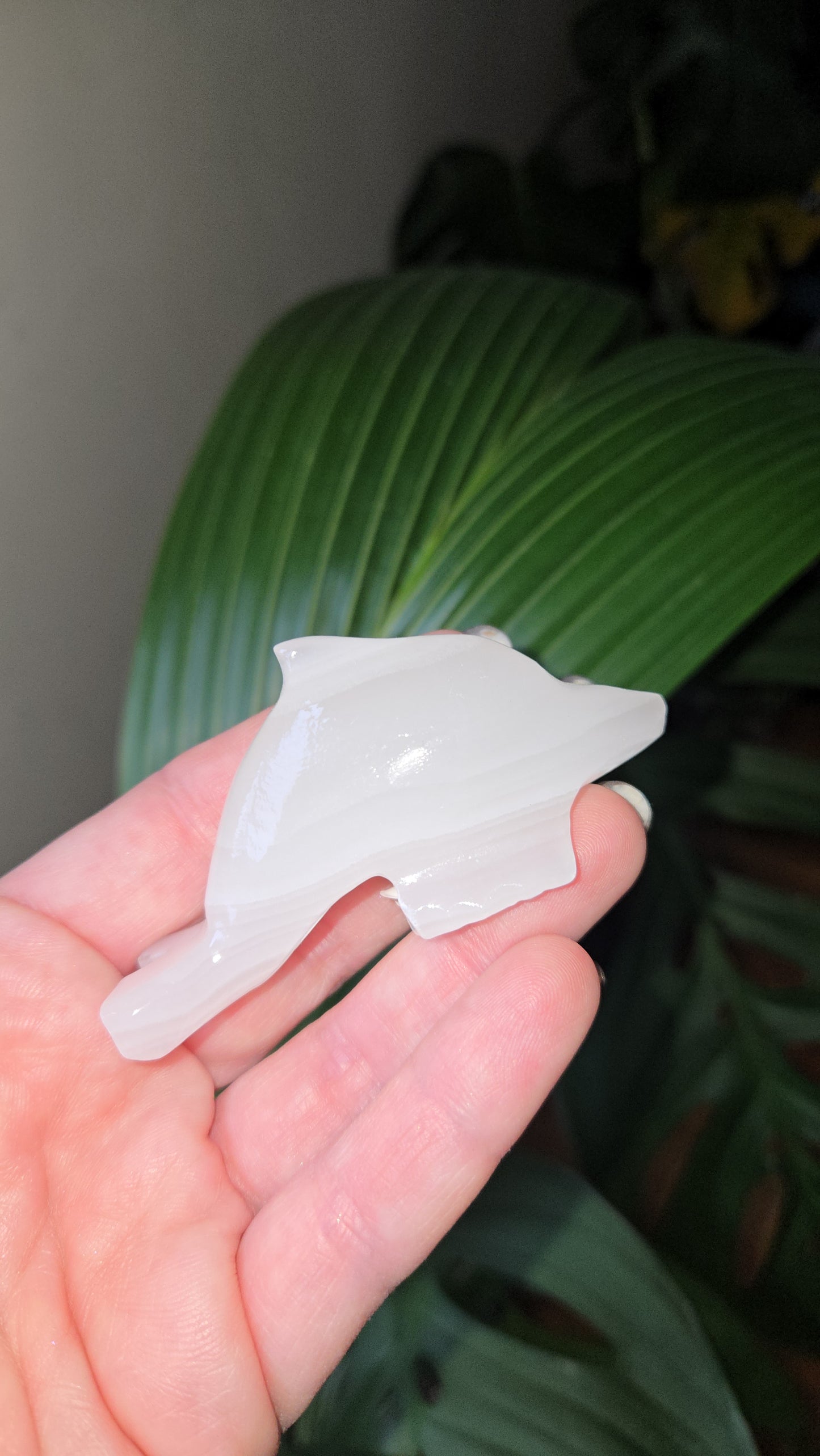 Onyx Dolphin