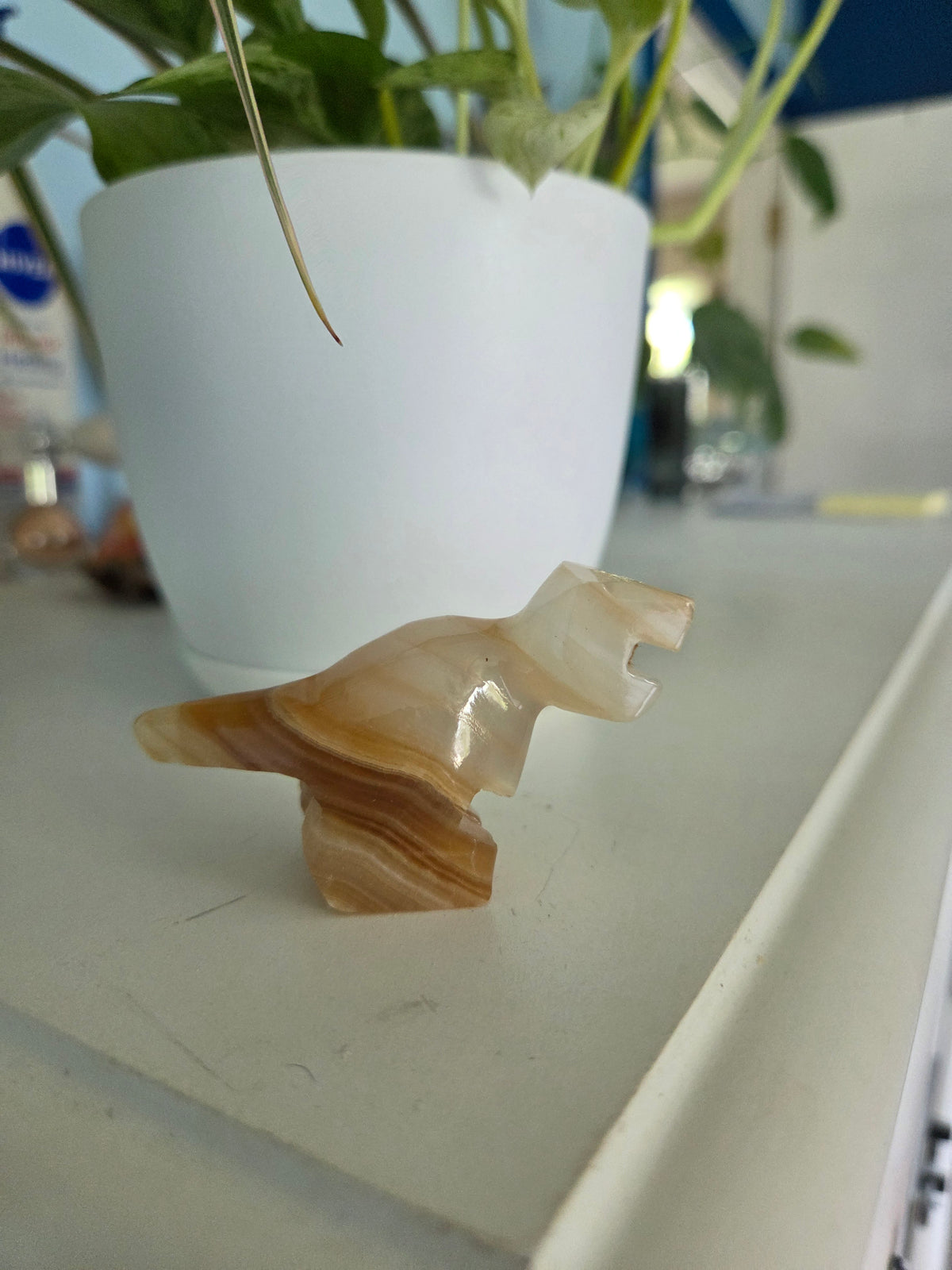Dino (onyx)(E)