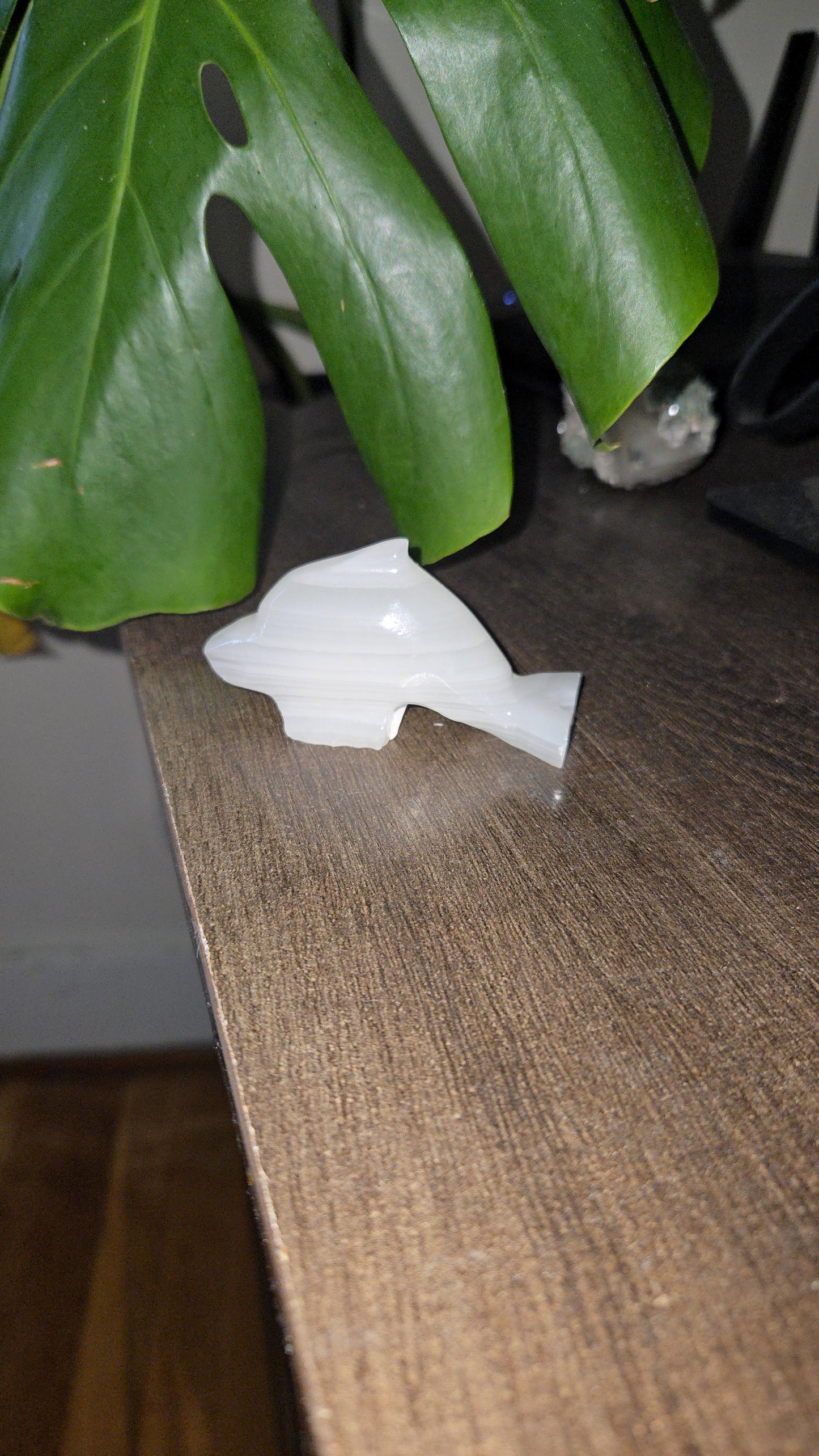 Onyx Dolphin