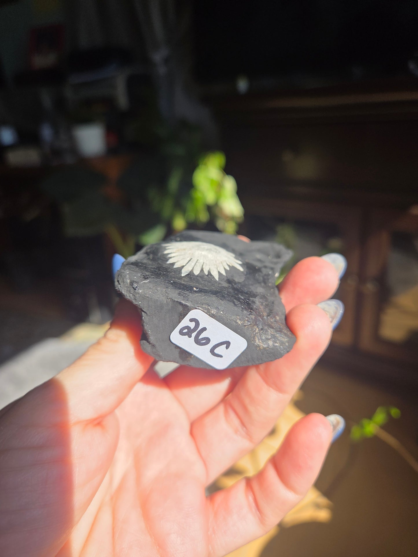 Chrysanthemum Stone Freeform
