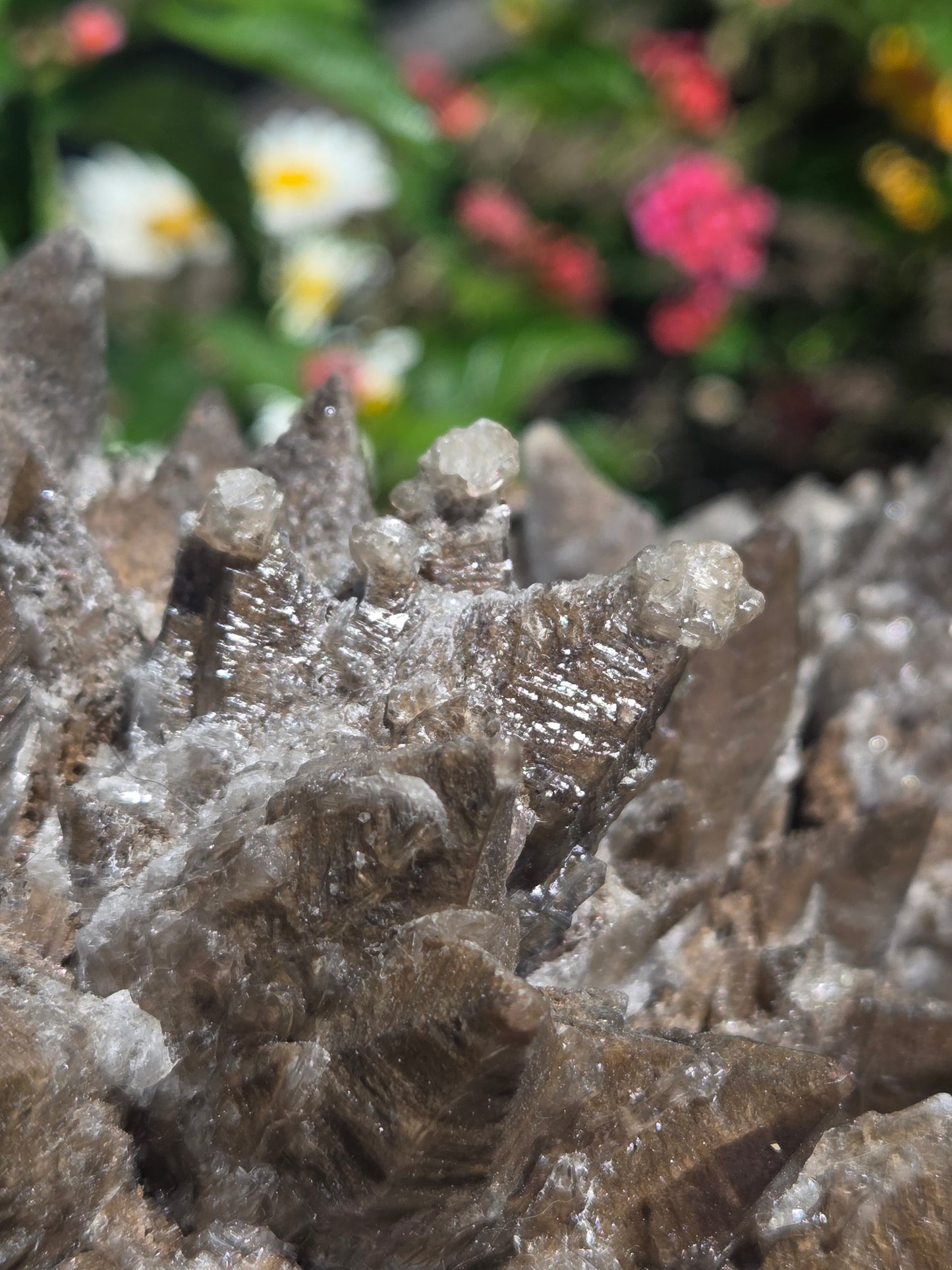Dogtooth Calcite with Secondary Selenite Coating (Mexico)
