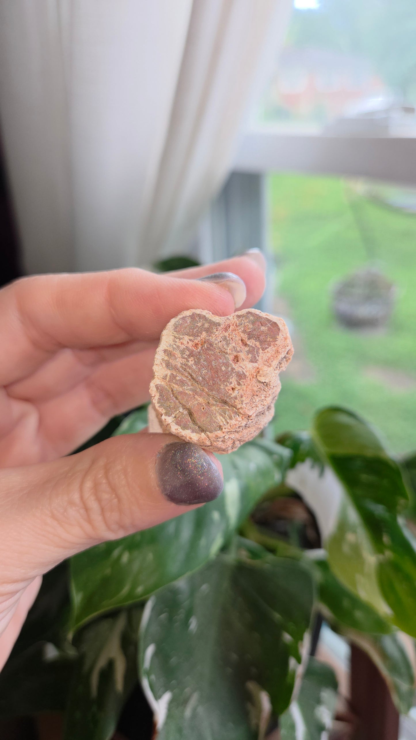Petrified Wood Log (5)