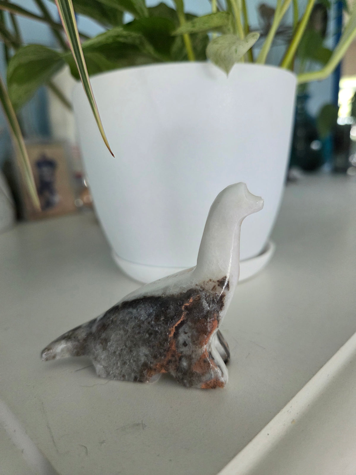 Dino (onyx)(F)