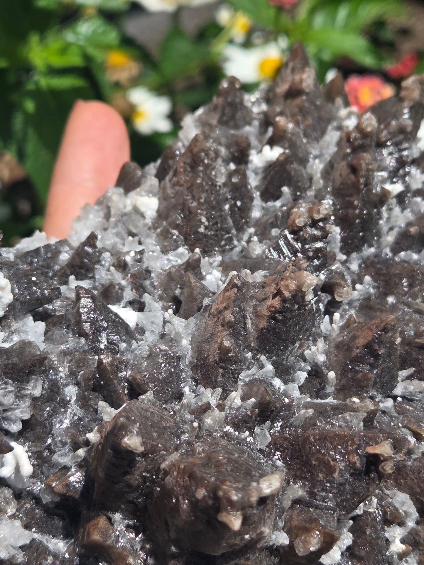 Dogtooth Calcite with Secondary Selenite Coating (Mexico)