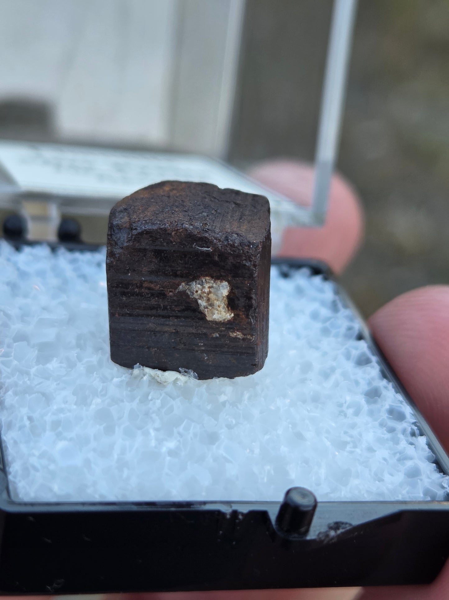 Limonite after Pyrite PerkyBox