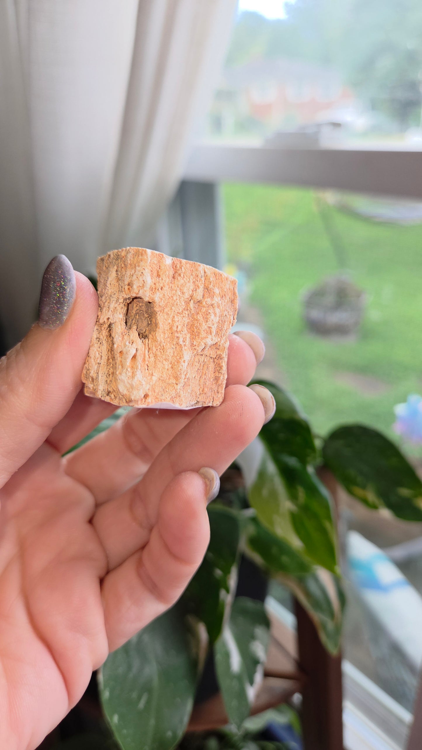 Petrified Wood Log (8d)