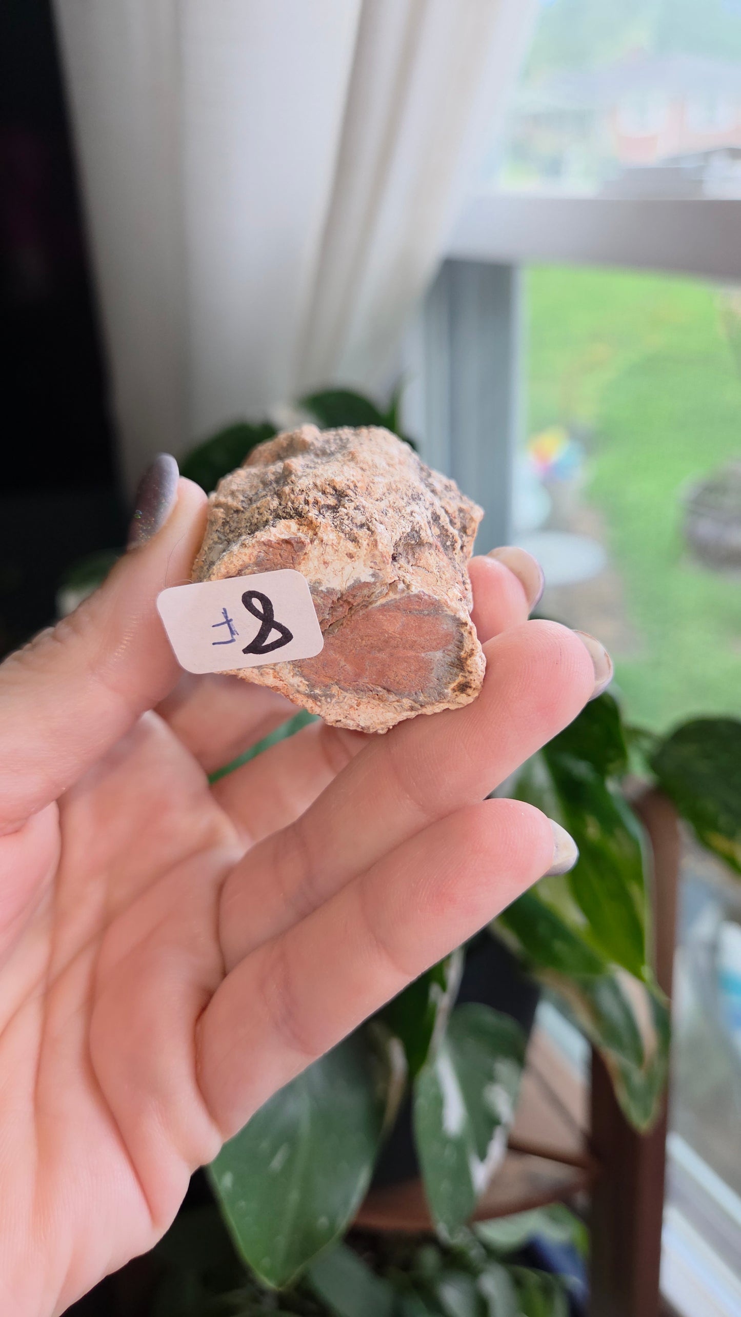 Petrified Wood Log (8f)