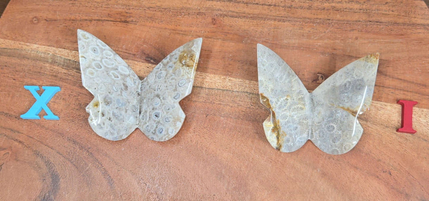 Fossilized Coral Butterfly