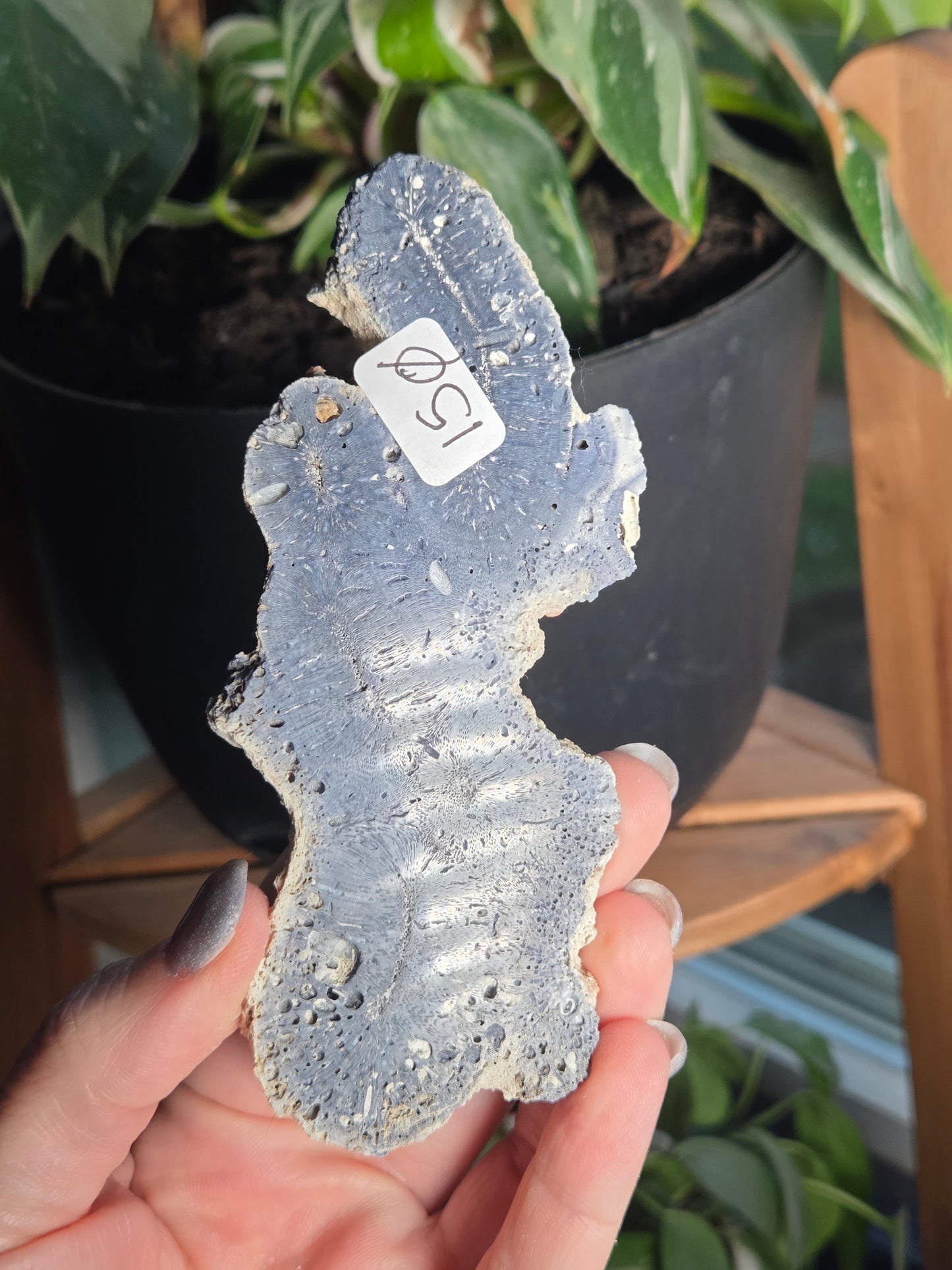 Blue Coral Slab